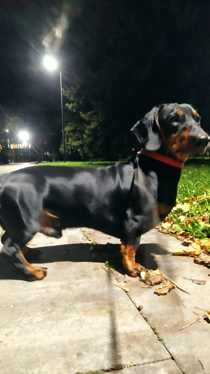 Lost dachshund, Lipetsk, district of the Zvezdny village - Lost, Dog, Longpost, The dog is missing, Lipetsk, No rating, Dachshund