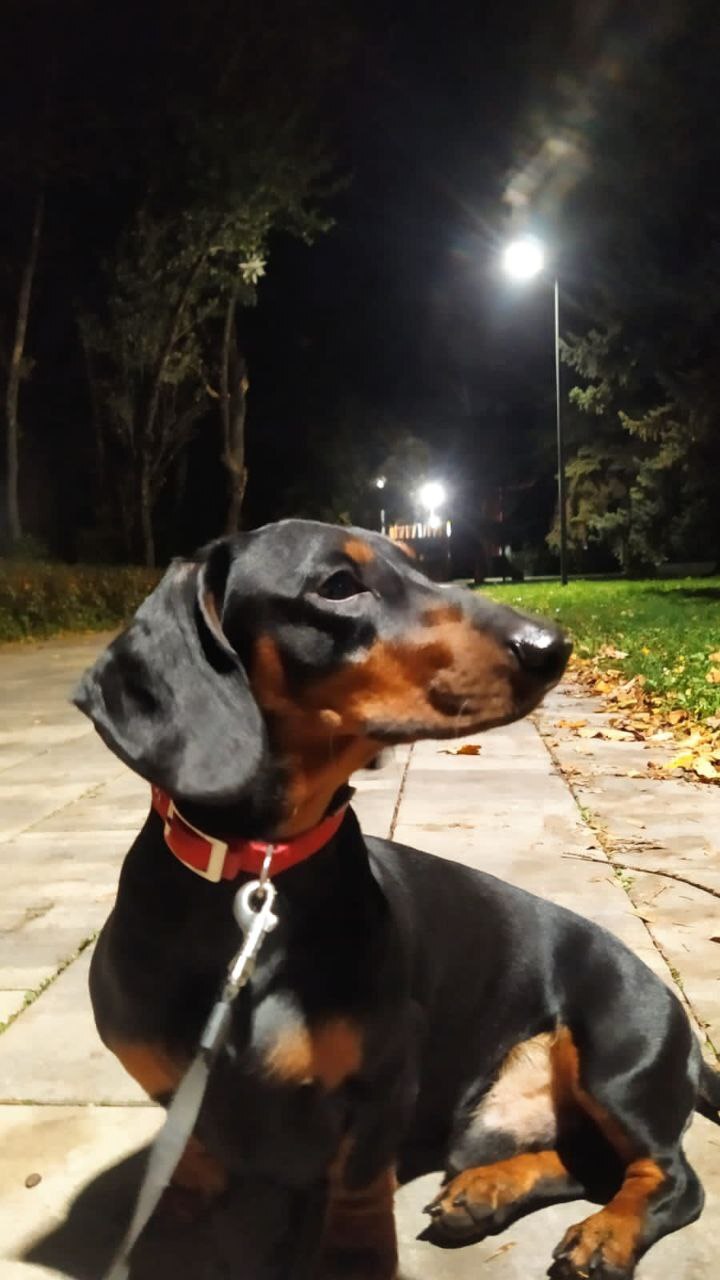 Lost dachshund, Lipetsk, district of the Zvezdny village - Lost, Dog, Longpost, The dog is missing, Lipetsk, No rating, Dachshund