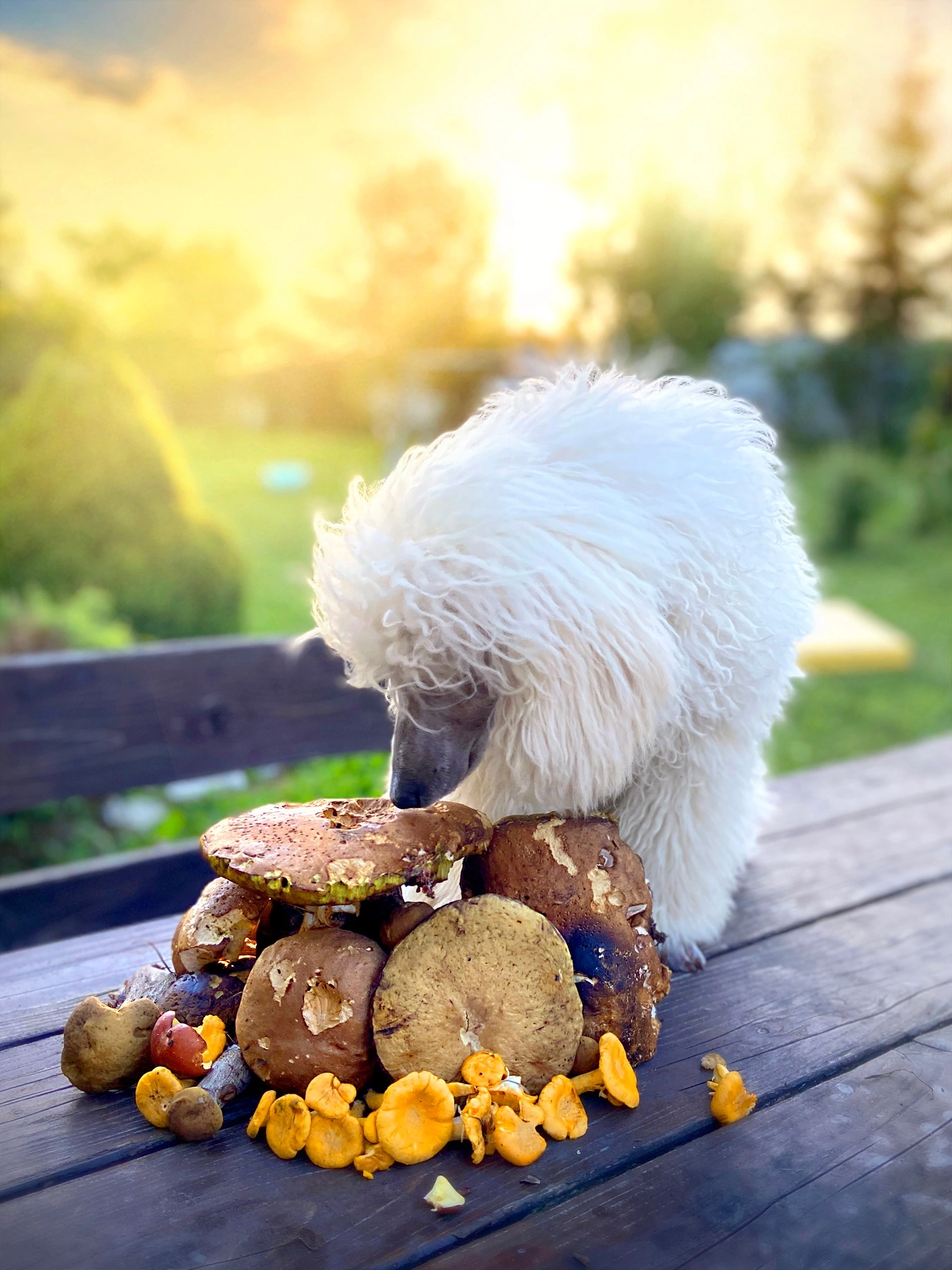 Mushrooms - My, Dog, Mushrooms, Children, Poodle, The photo, Longpost