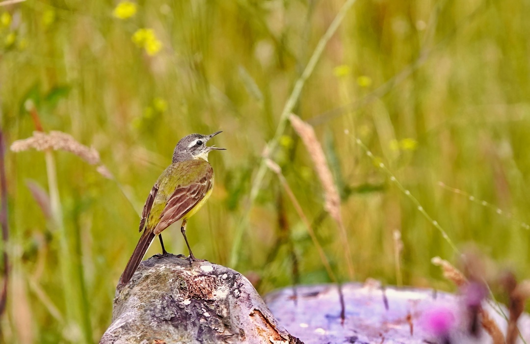 Yellow wagtail - My, The photo, Netherlands (Holland), Nature, Birds