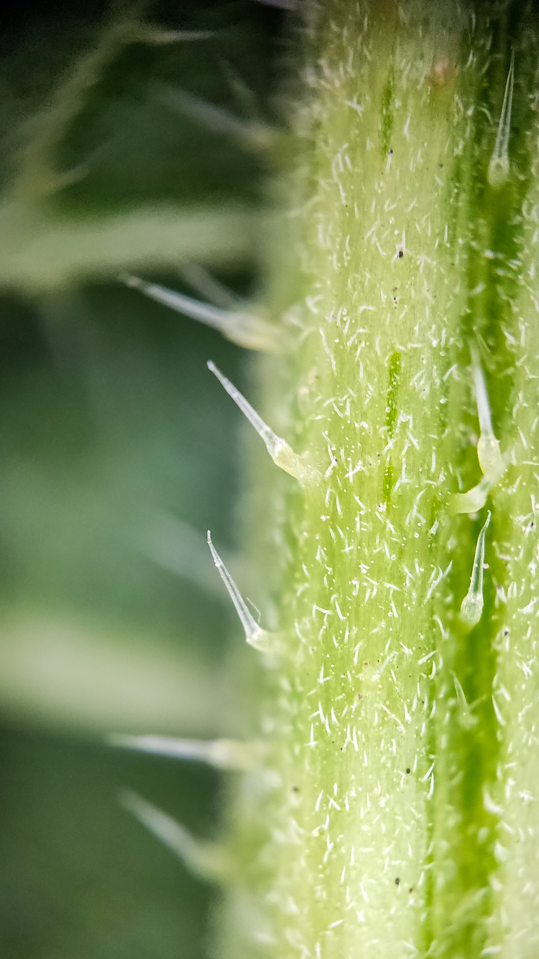 Photo project Let's take a closer look post No. 36. Nettle - My, Bloom, Macro photography, Nature, Biology, The photo, Nettle, Insects, Plants, The nature of Russia, Steppe, Longpost