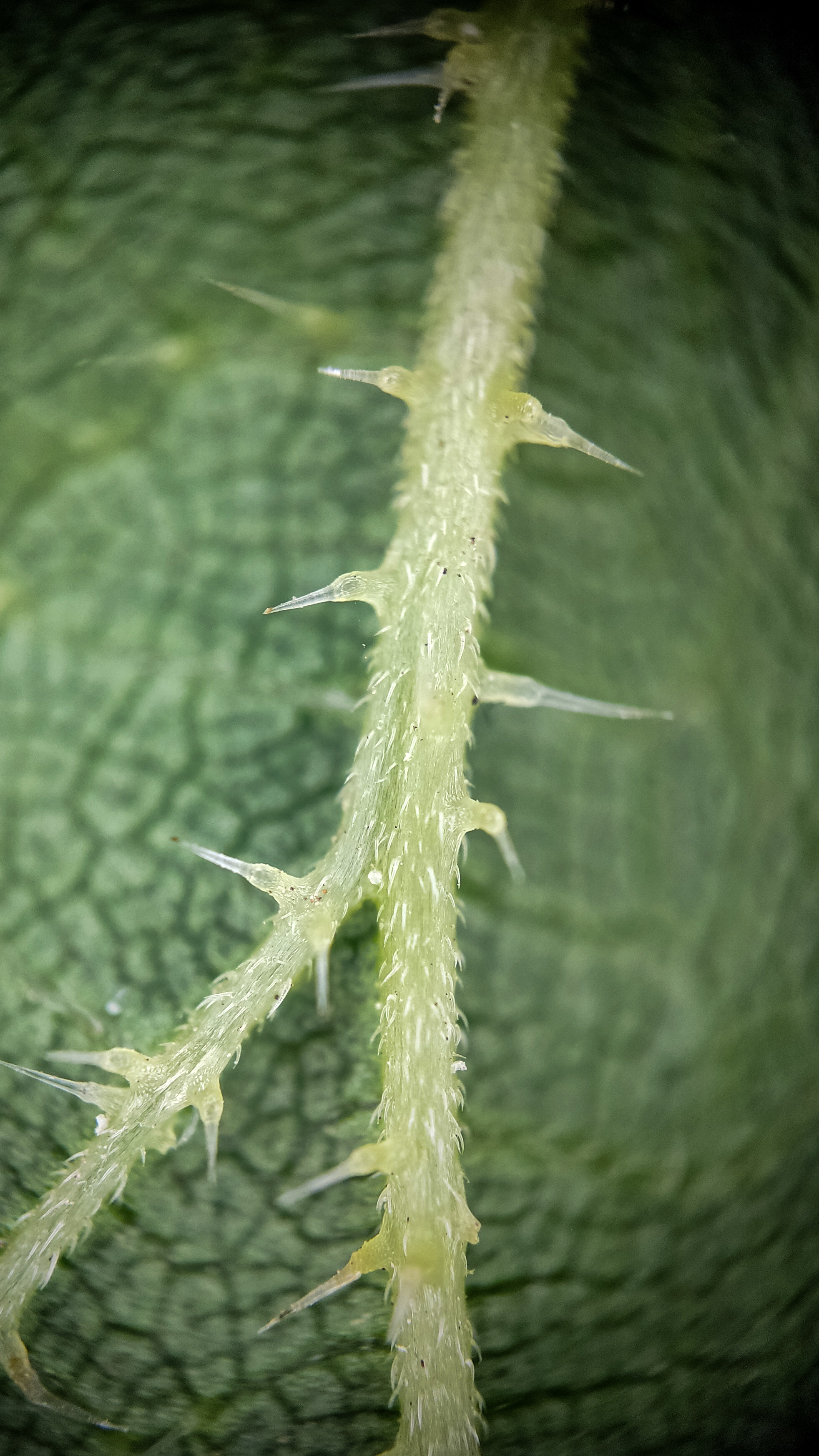 Photo project Let's take a closer look post No. 36. Nettle - My, Bloom, Macro photography, Nature, Biology, The photo, Nettle, Insects, Plants, The nature of Russia, Steppe, Longpost