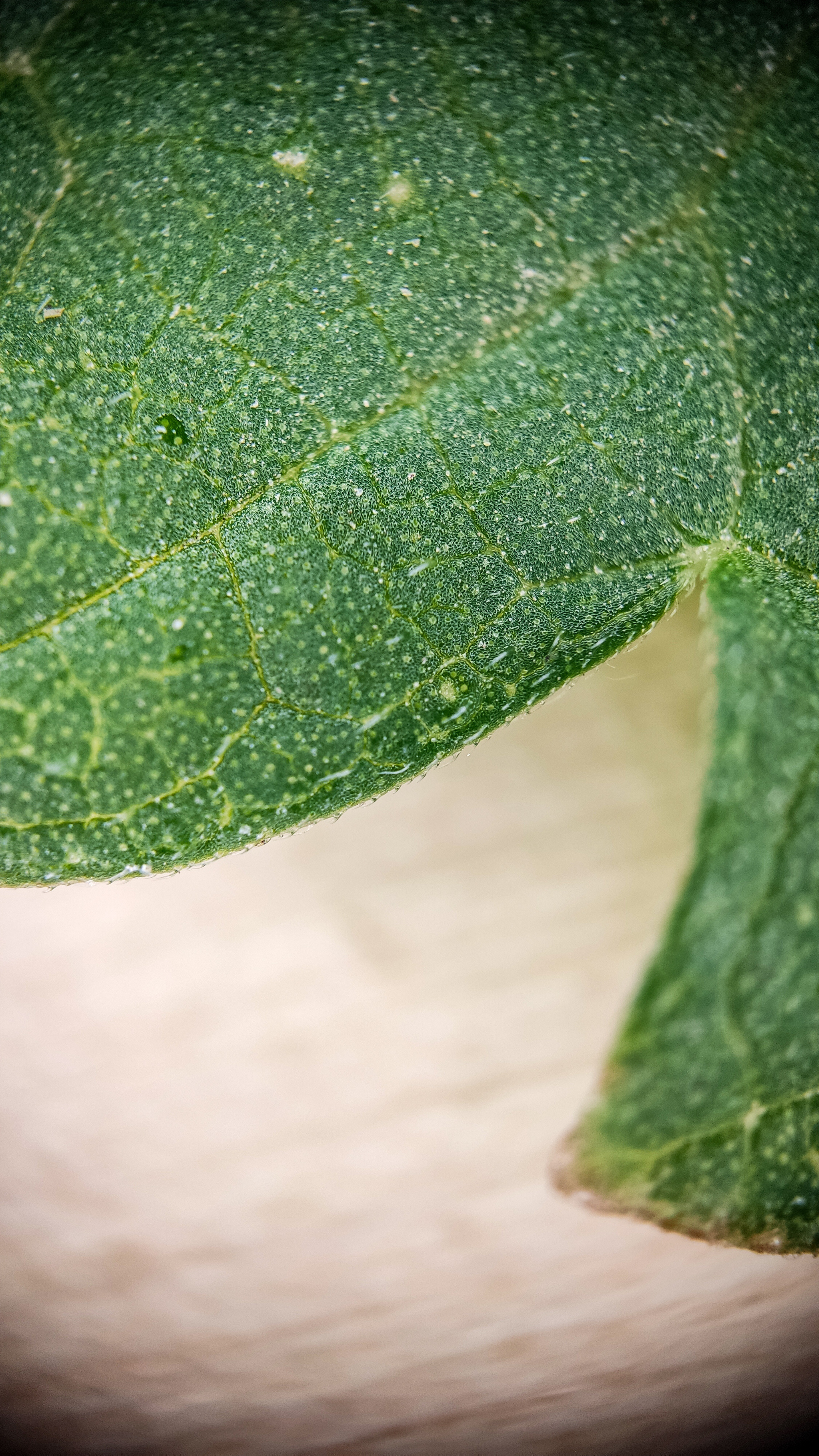 Photo project Let's take a closer look post No. 36. Nettle - My, Bloom, Macro photography, Nature, Biology, The photo, Nettle, Insects, Plants, The nature of Russia, Steppe, Longpost