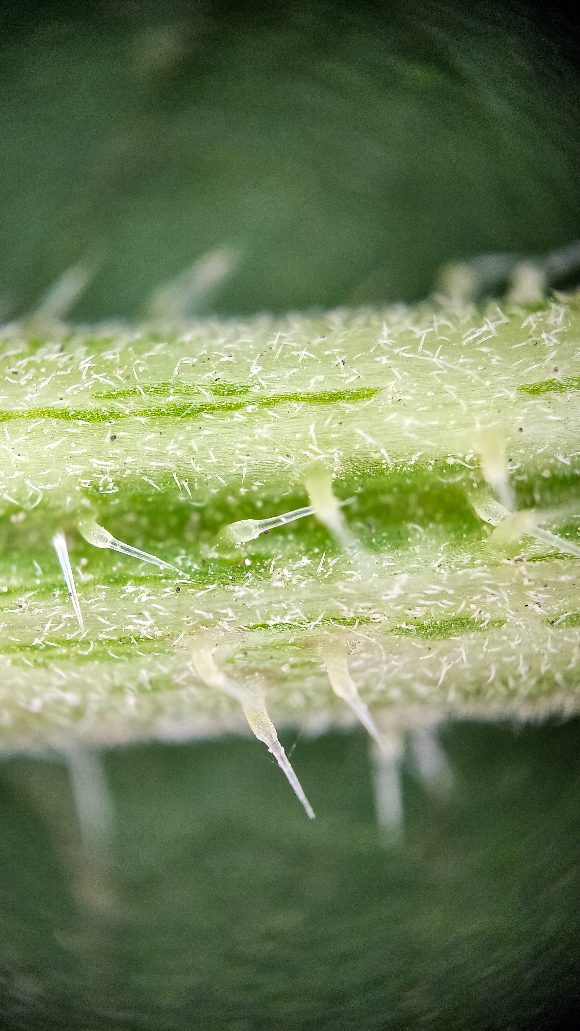 Photo project Let's take a closer look post No. 36. Nettle - My, Bloom, Macro photography, Nature, Biology, The photo, Nettle, Insects, Plants, The nature of Russia, Steppe, Longpost