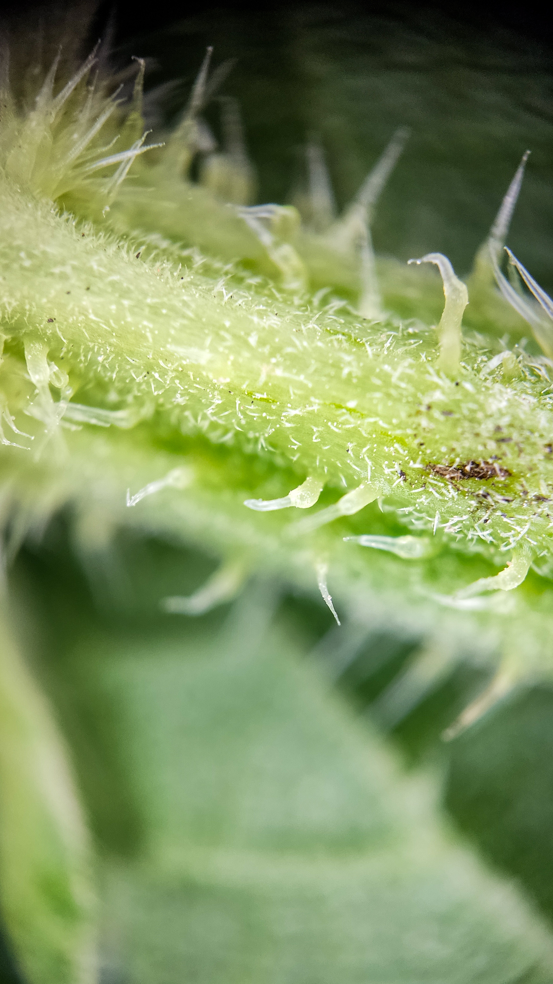 Photo project Let's take a closer look post No. 36. Nettle - My, Bloom, Macro photography, Nature, Biology, The photo, Nettle, Insects, Plants, The nature of Russia, Steppe, Longpost