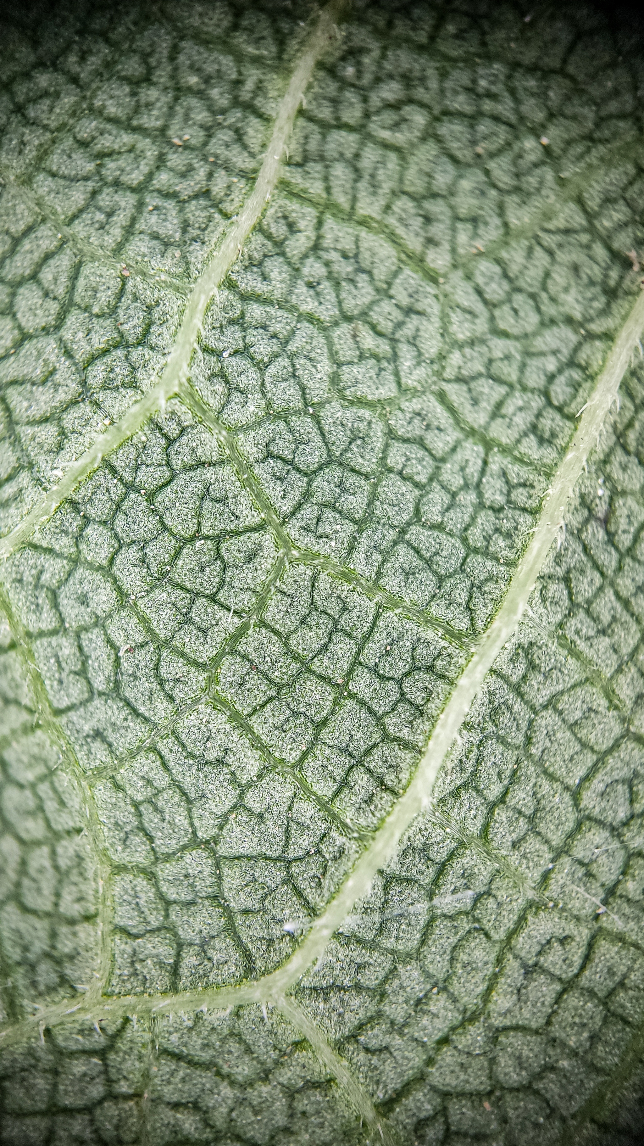 Photo project Let's take a closer look post No. 36. Nettle - My, Bloom, Macro photography, Nature, Biology, The photo, Nettle, Insects, Plants, The nature of Russia, Steppe, Longpost