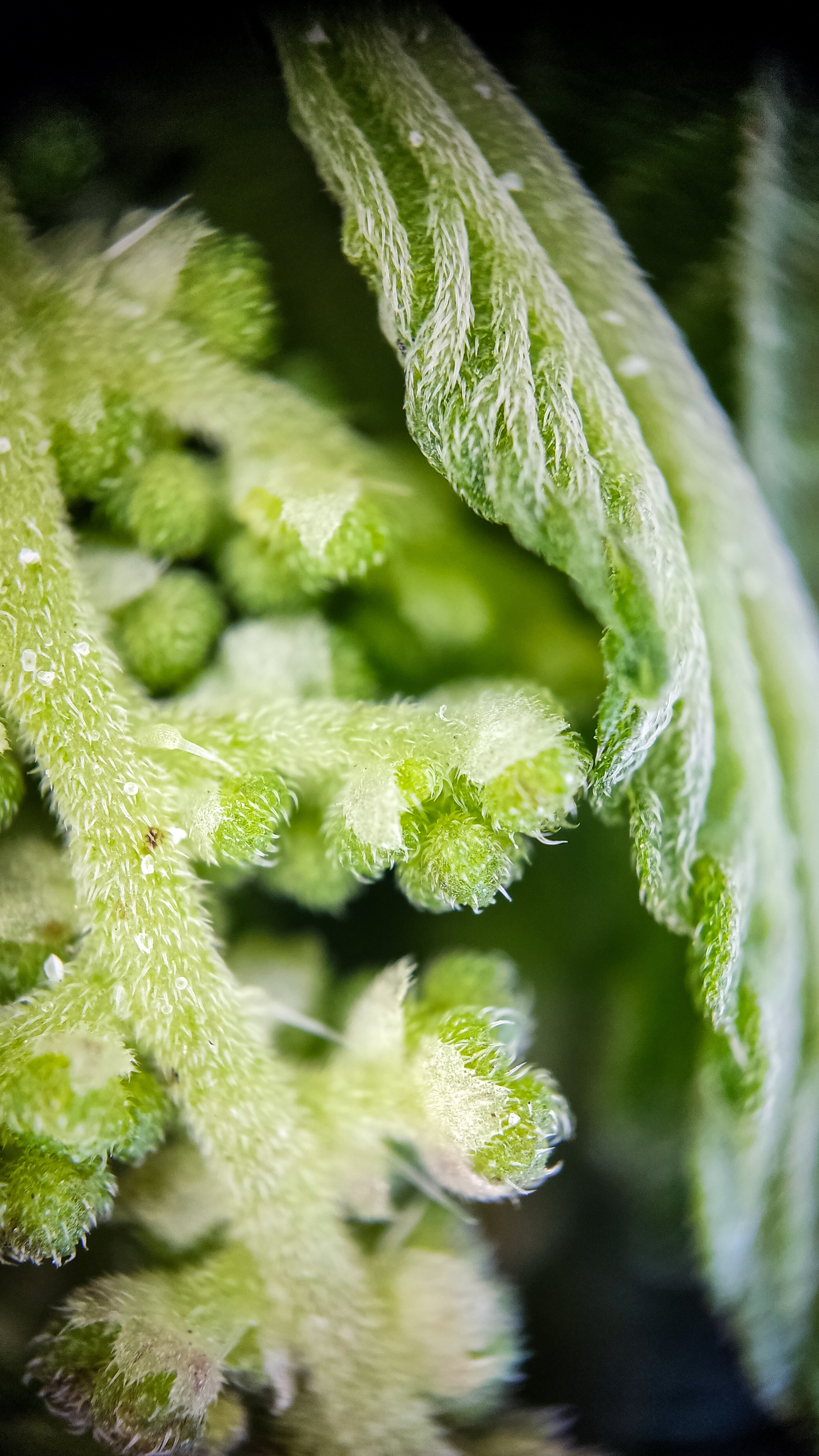 Photo project Let's take a closer look post No. 36. Nettle - My, Bloom, Macro photography, Nature, Biology, The photo, Nettle, Insects, Plants, The nature of Russia, Steppe, Longpost