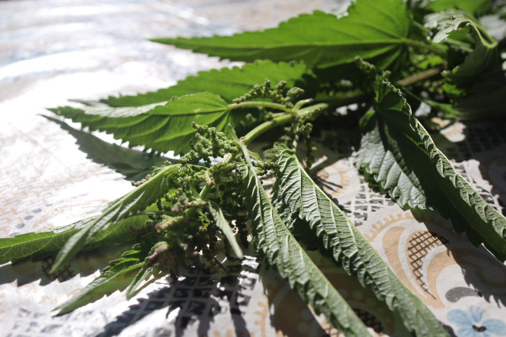 Photo project Let's take a closer look post No. 36. Nettle - My, Bloom, Macro photography, Nature, Biology, The photo, Nettle, Insects, Plants, The nature of Russia, Steppe, Longpost