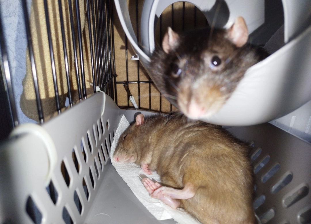 Ugh, rats - Pets, Decorative rats, Rat, Paws, Longpost