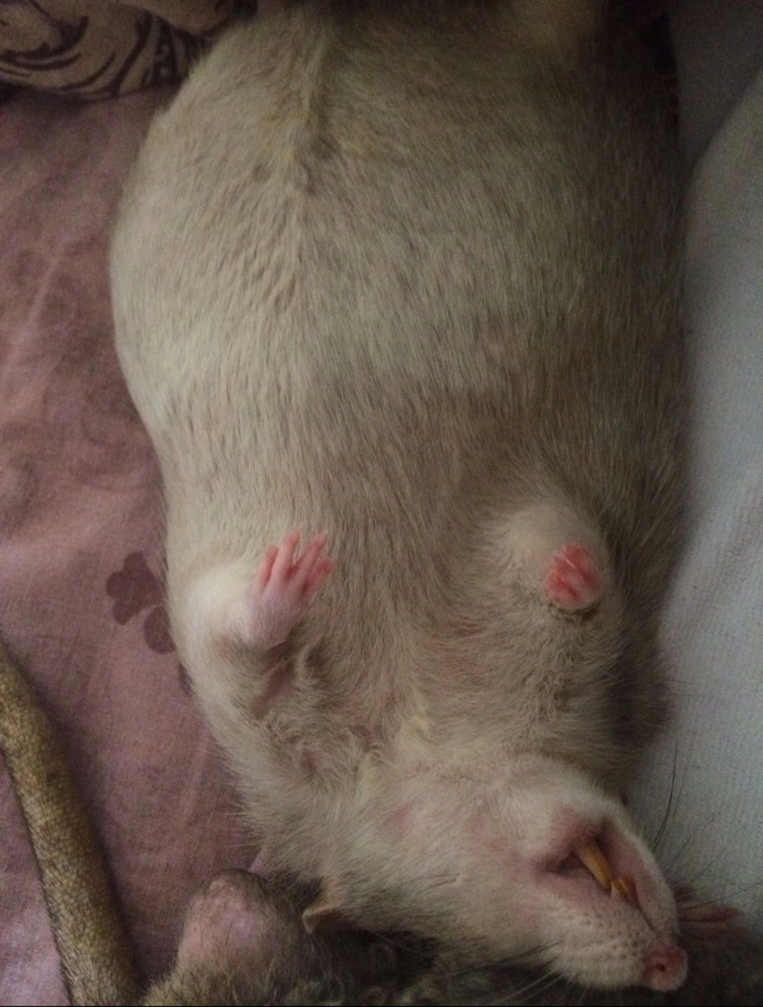 Ugh, rats - Pets, Decorative rats, Rat, Paws, Longpost