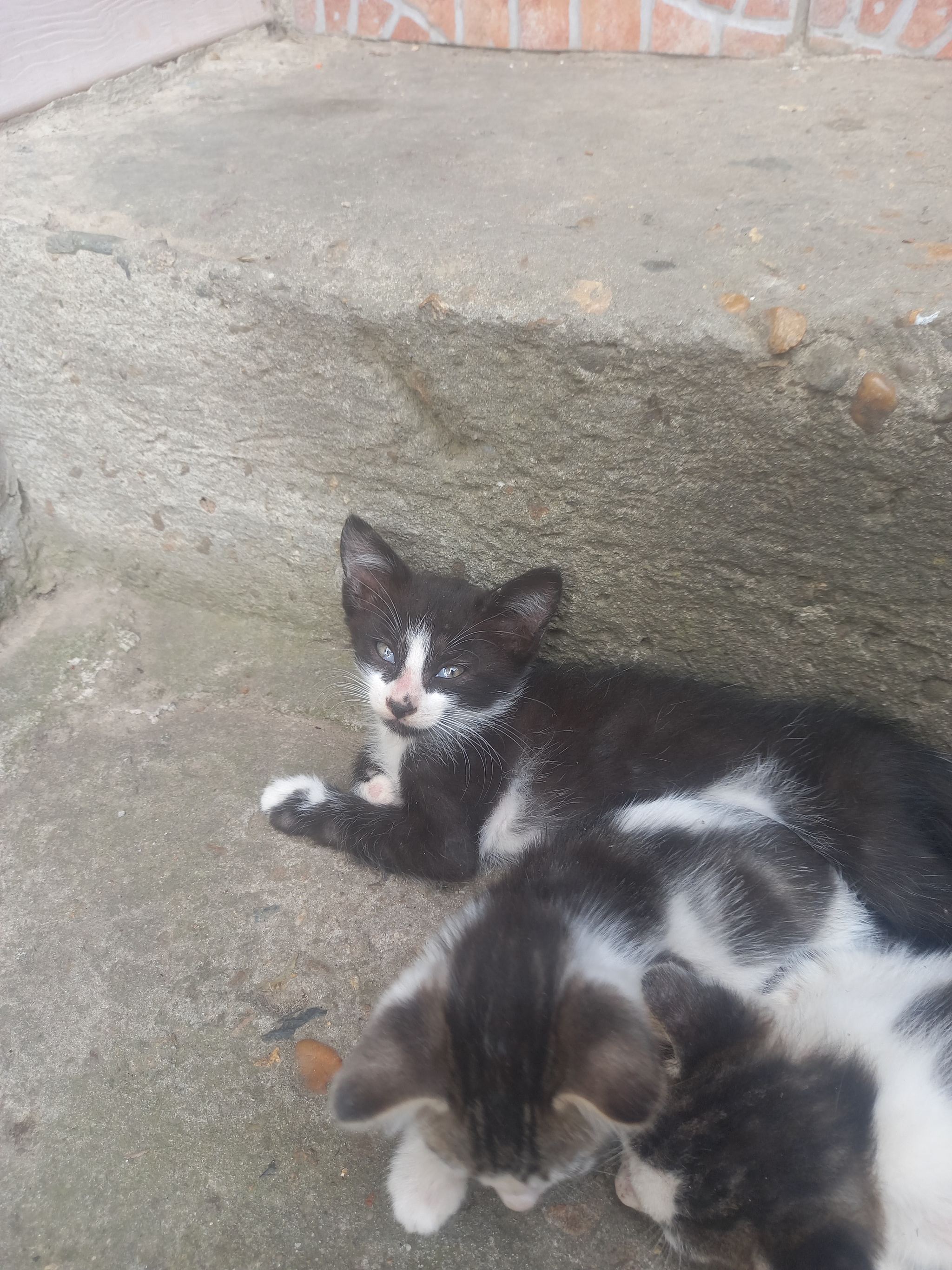 Looking for a home for Tuapse kittens - My, Cat lovers, Kittens, I will give, No rating, Longpost, cat, In good hands