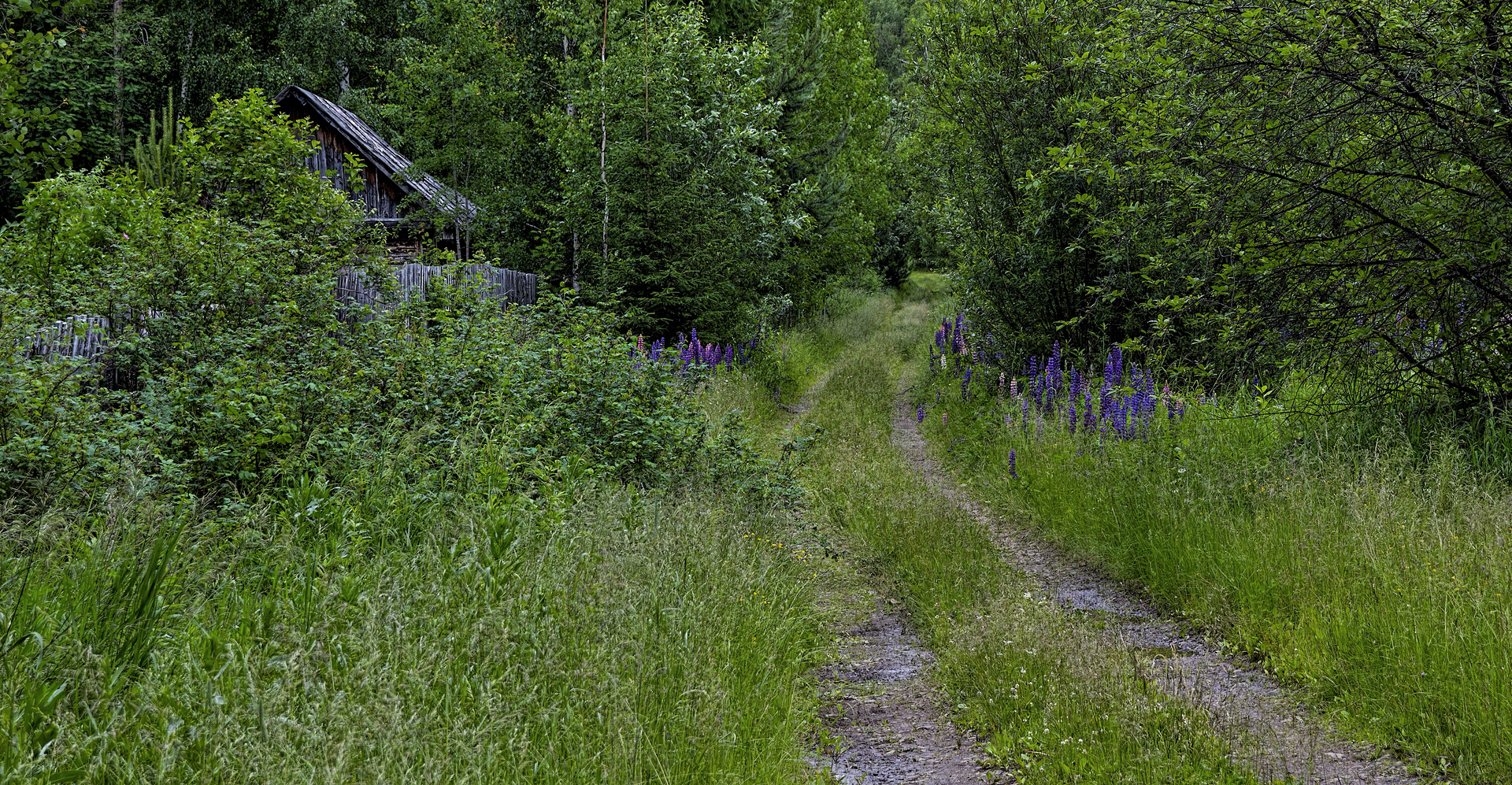 Directions - My, The photo, Canon, Nature, Landscape, Forest, Road, Abandoned, Middle Ural, Summer, Beginning photographer