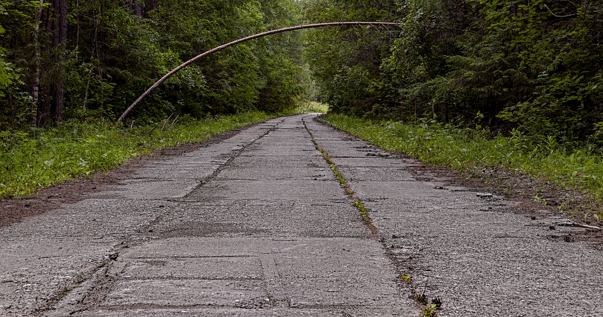 Directions - My, The photo, Canon, Nature, Landscape, Forest, Road, Abandoned, Middle Ural, Summer, Beginning photographer