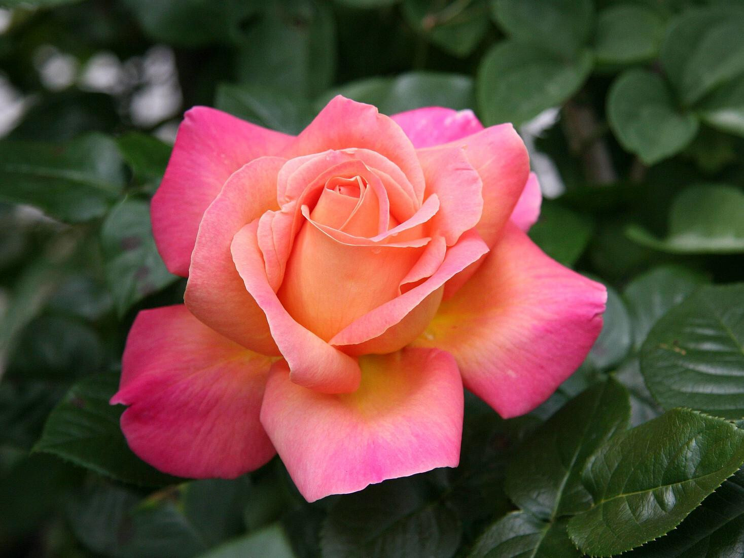 Rose care - Flowers, Gardening, Garden, Plants, Garden, the Rose, Care, Houseplants, Bloom, Dacha, beauty, Telegram (link), Longpost