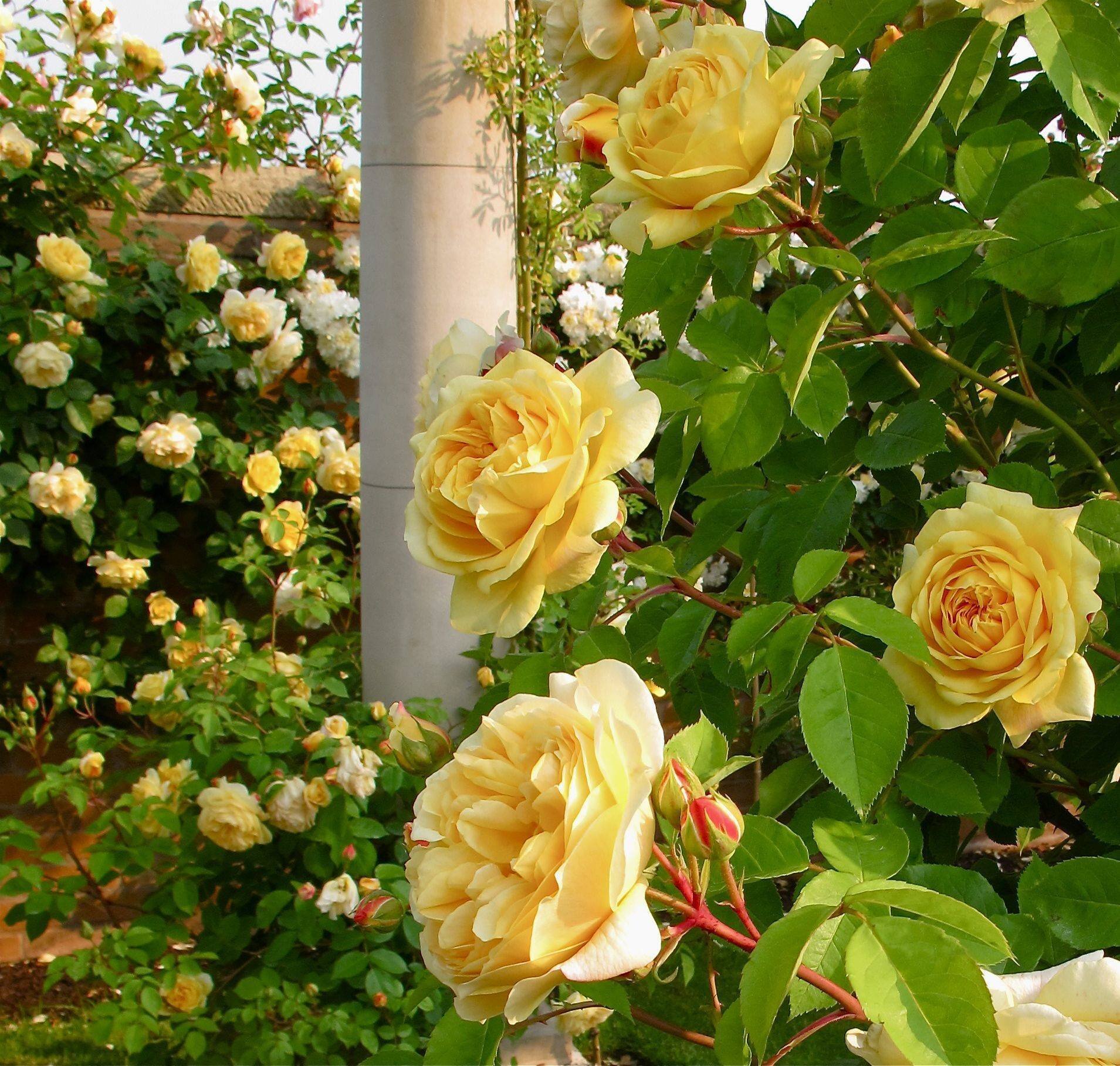 Rose care - Flowers, Gardening, Garden, Plants, Garden, the Rose, Care, Houseplants, Bloom, Dacha, beauty, Telegram (link), Longpost