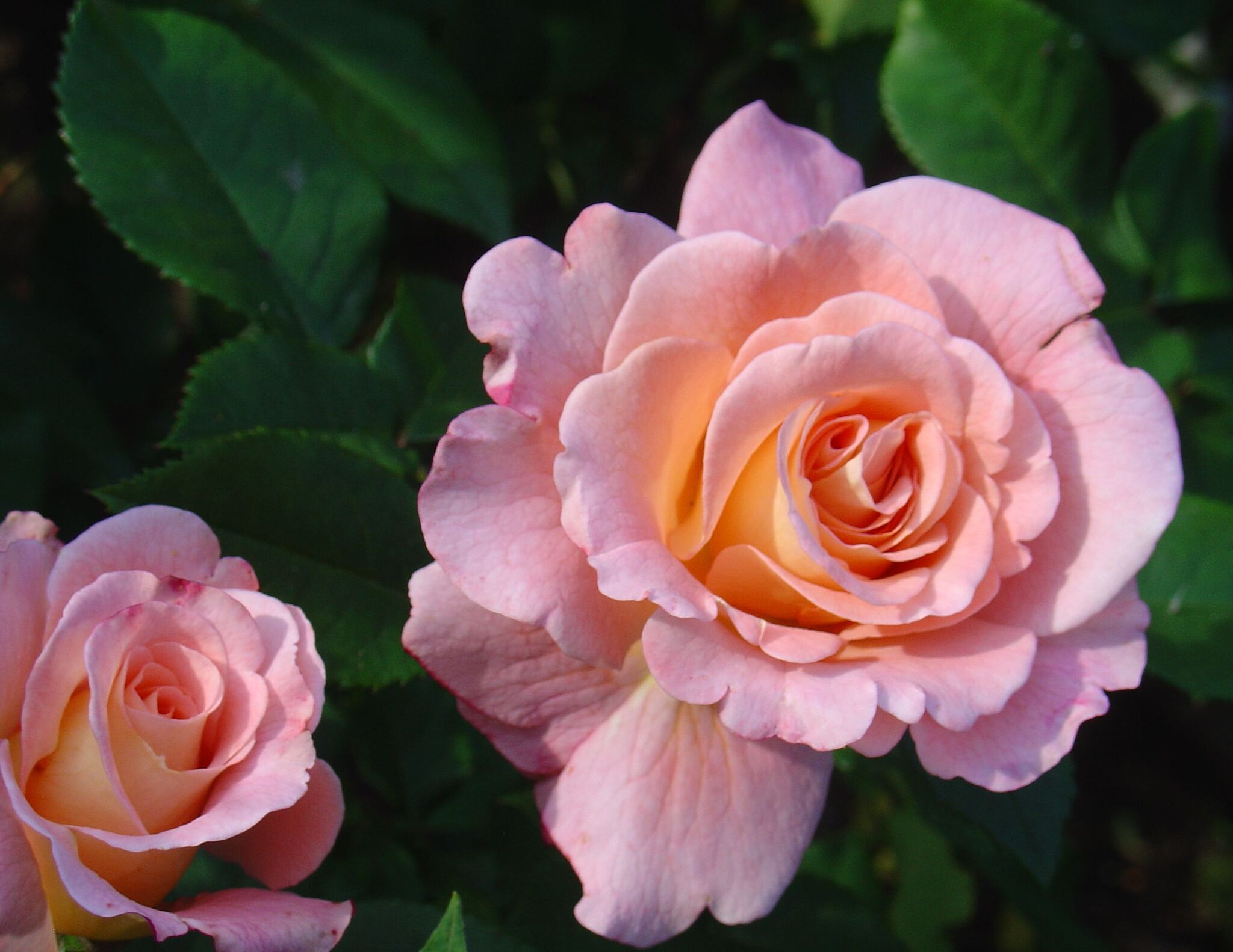 Rose care - Flowers, Gardening, Garden, Plants, Garden, the Rose, Care, Houseplants, Bloom, Dacha, beauty, Telegram (link), Longpost