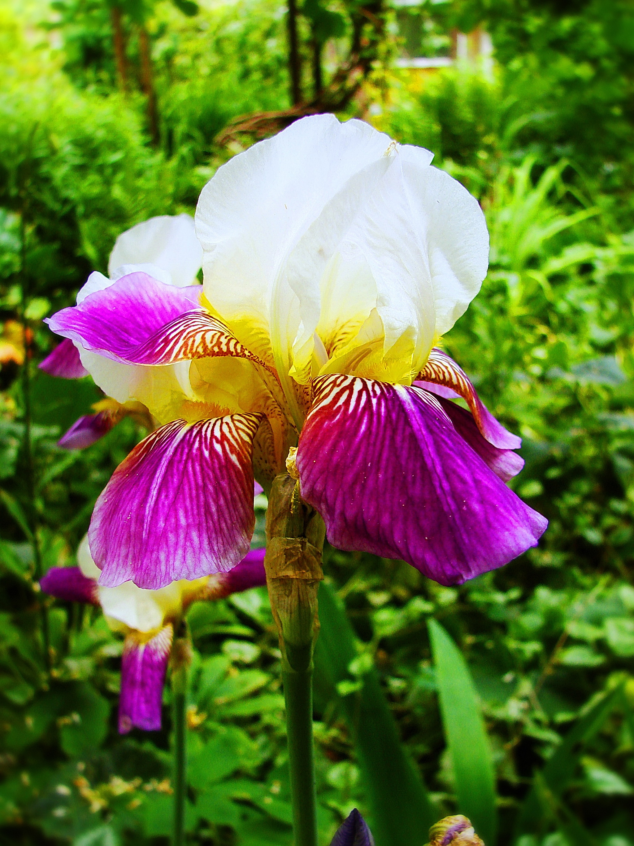 Flaming June - My, Nature, Summer, The nature of Russia, Flowers, Kaliningrad region, Irises, Elder, the Rose, June, Longpost, The photo, Garden