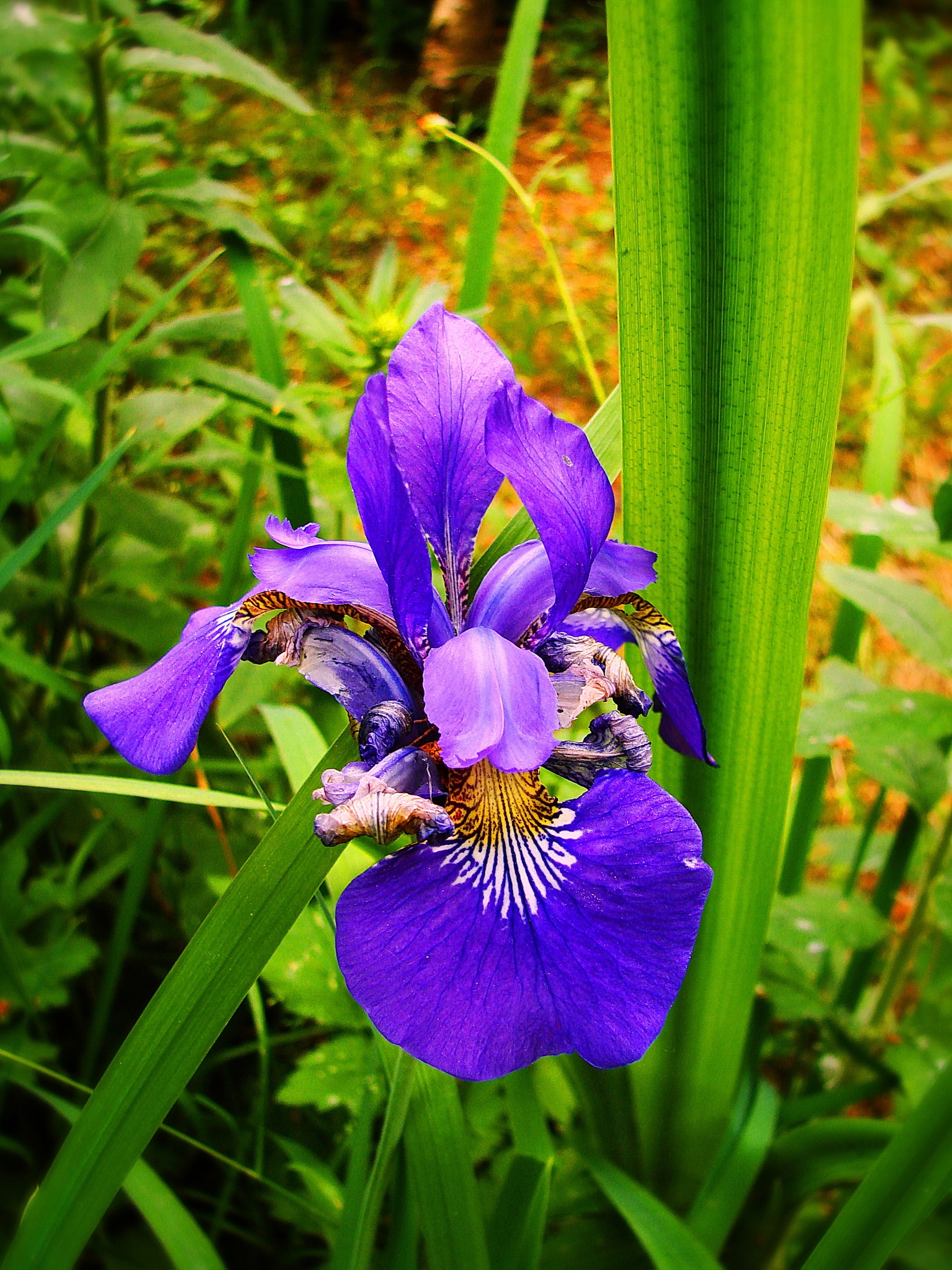 Flaming June - My, Nature, Summer, The nature of Russia, Flowers, Kaliningrad region, Irises, Elder, the Rose, June, Longpost, The photo, Garden