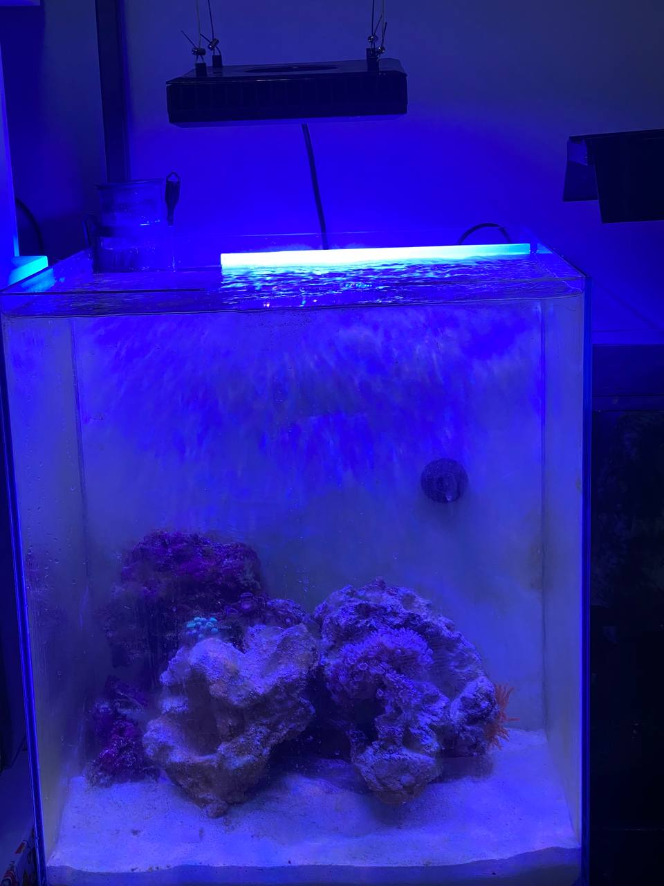 Seawater aquarium. One and a half months after launch - My, Aquarium, Aquarium, Marine Aquarium, Video, Vertical video, Longpost