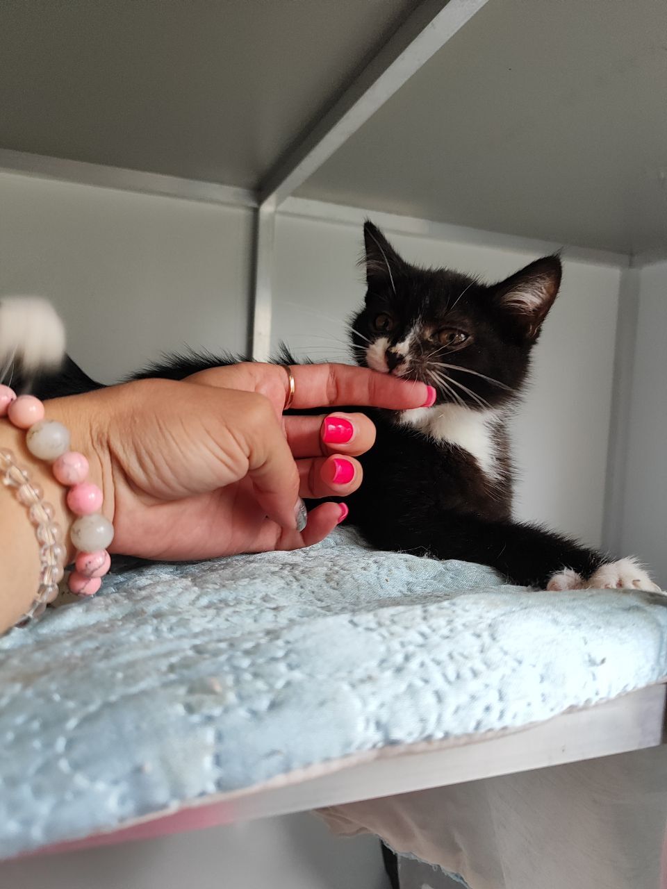 Kitten in good hands - Kittens, cat, Good league, In good hands, Kommunarka, Animal Rescue, Pet the cat, Telegram (link), Longpost