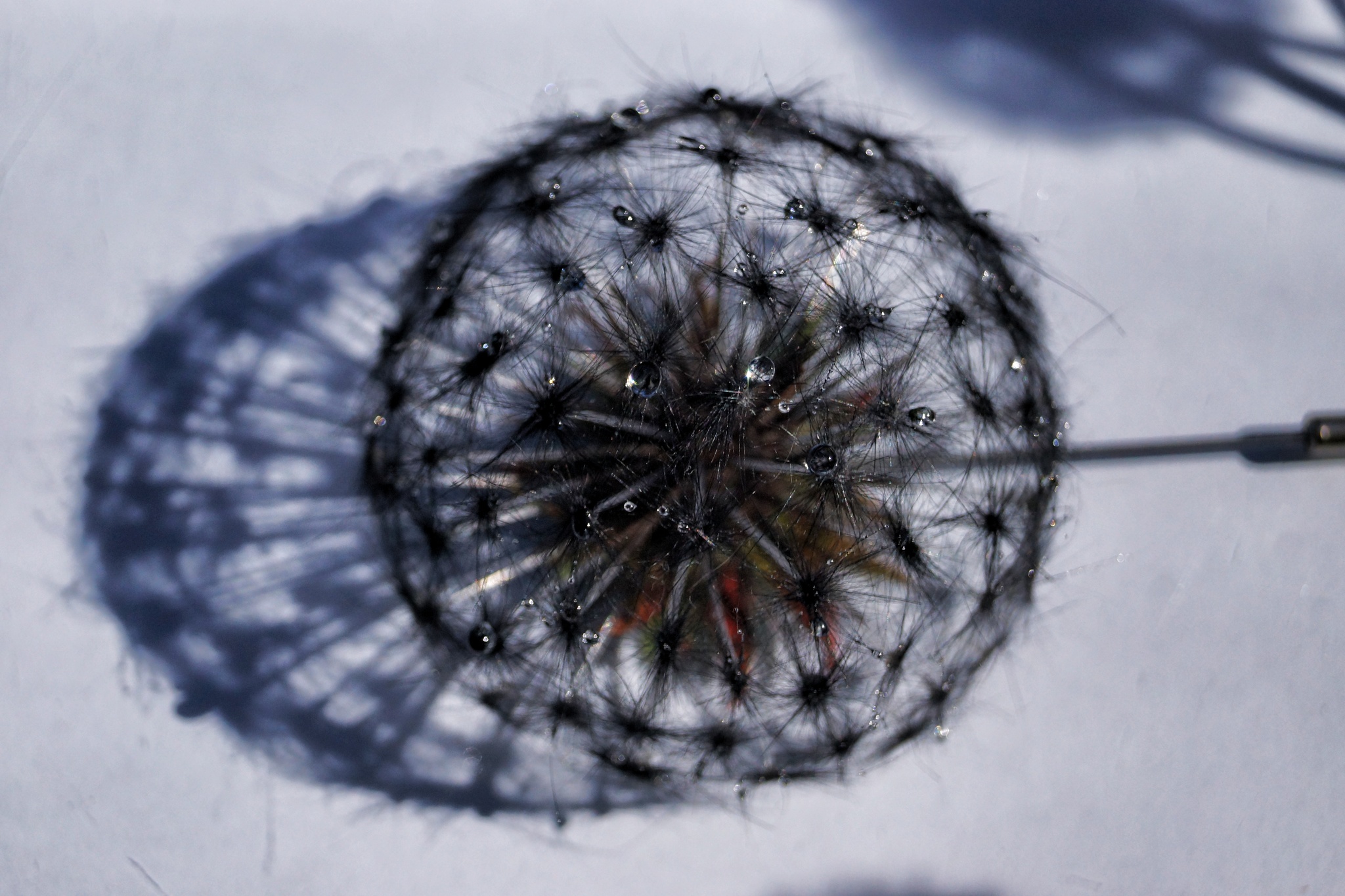 Just a black dandelion - My, Marketplace, Longpost, Hobby, Handmade, Creation, Needlework without process