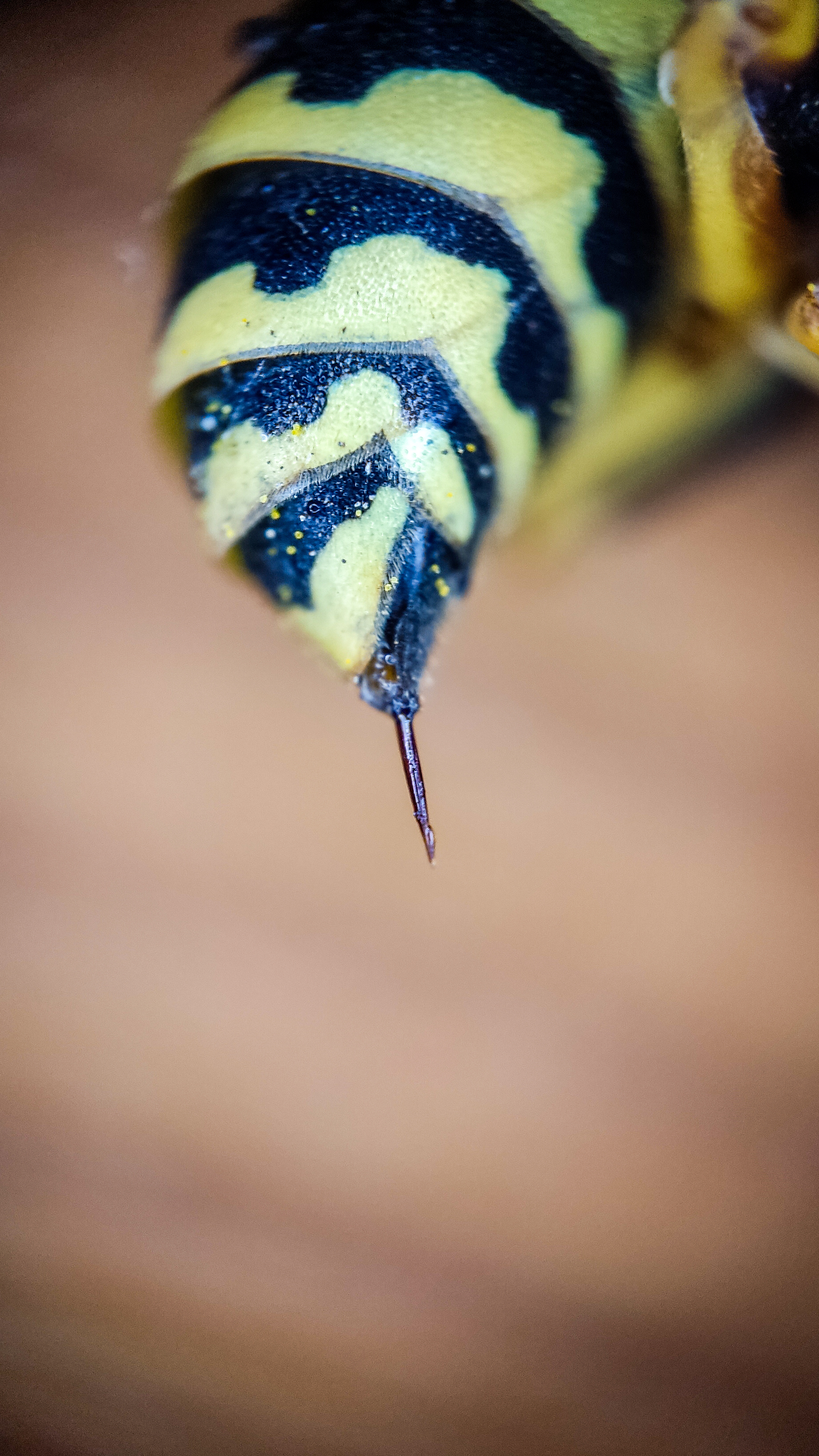 Photo project Let's take a closer look post No. 37 - My, Macro photography, Nature, Insects, Wasp, Microfilming, Wings, The nature of Russia, Longpost