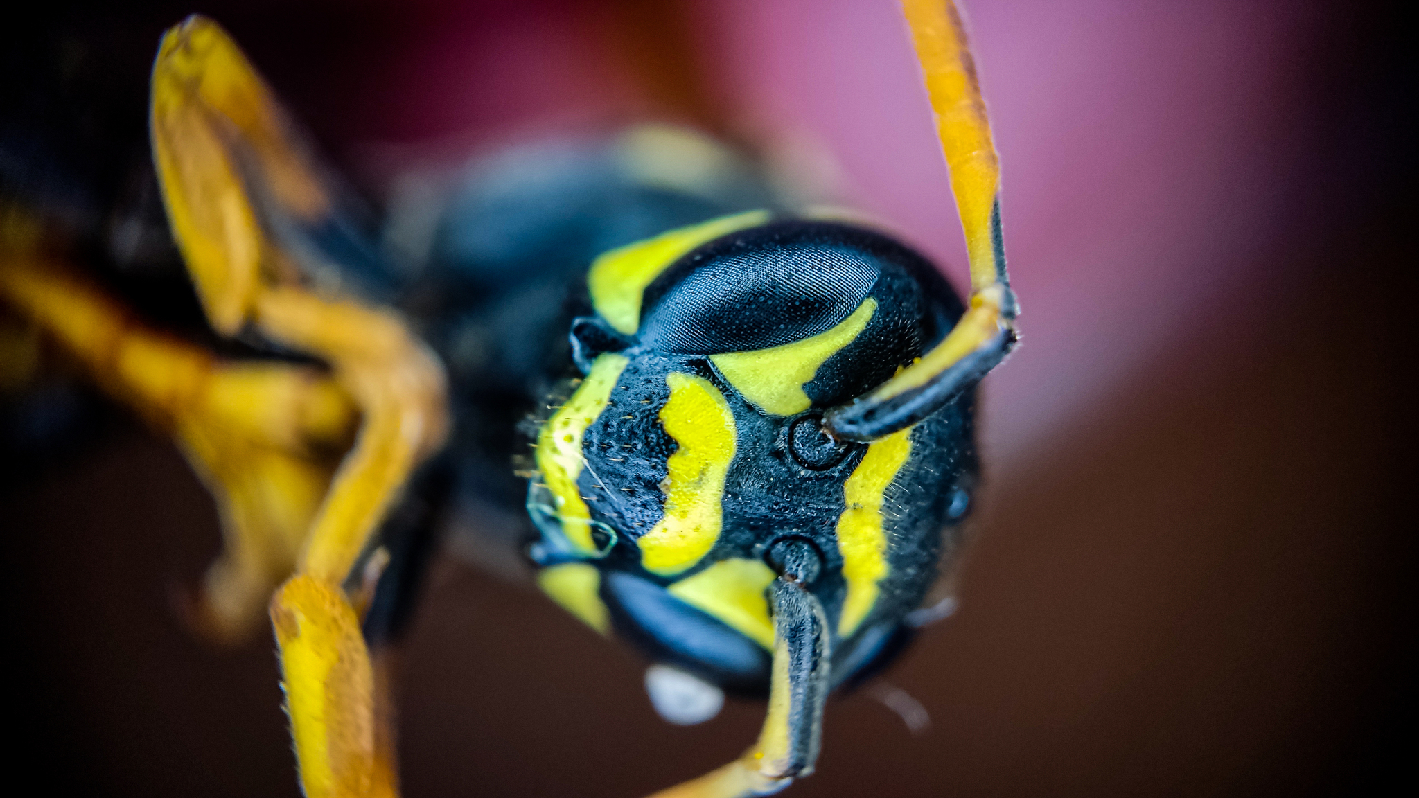 Photo project Let's take a closer look post No. 37 - My, Macro photography, Nature, Insects, Wasp, Microfilming, Wings, The nature of Russia, Longpost