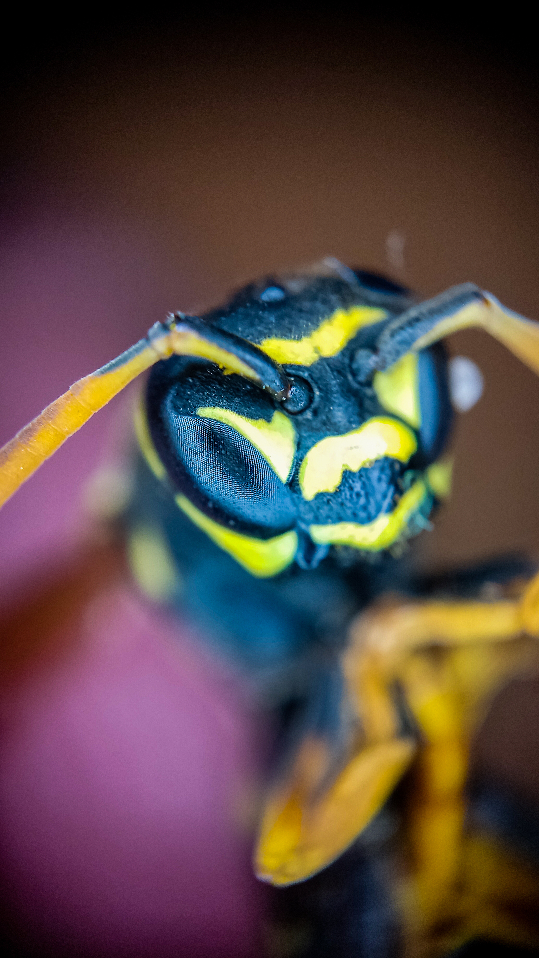 Photo project Let's take a closer look post No. 37 - My, Macro photography, Nature, Insects, Wasp, Microfilming, Wings, The nature of Russia, Longpost