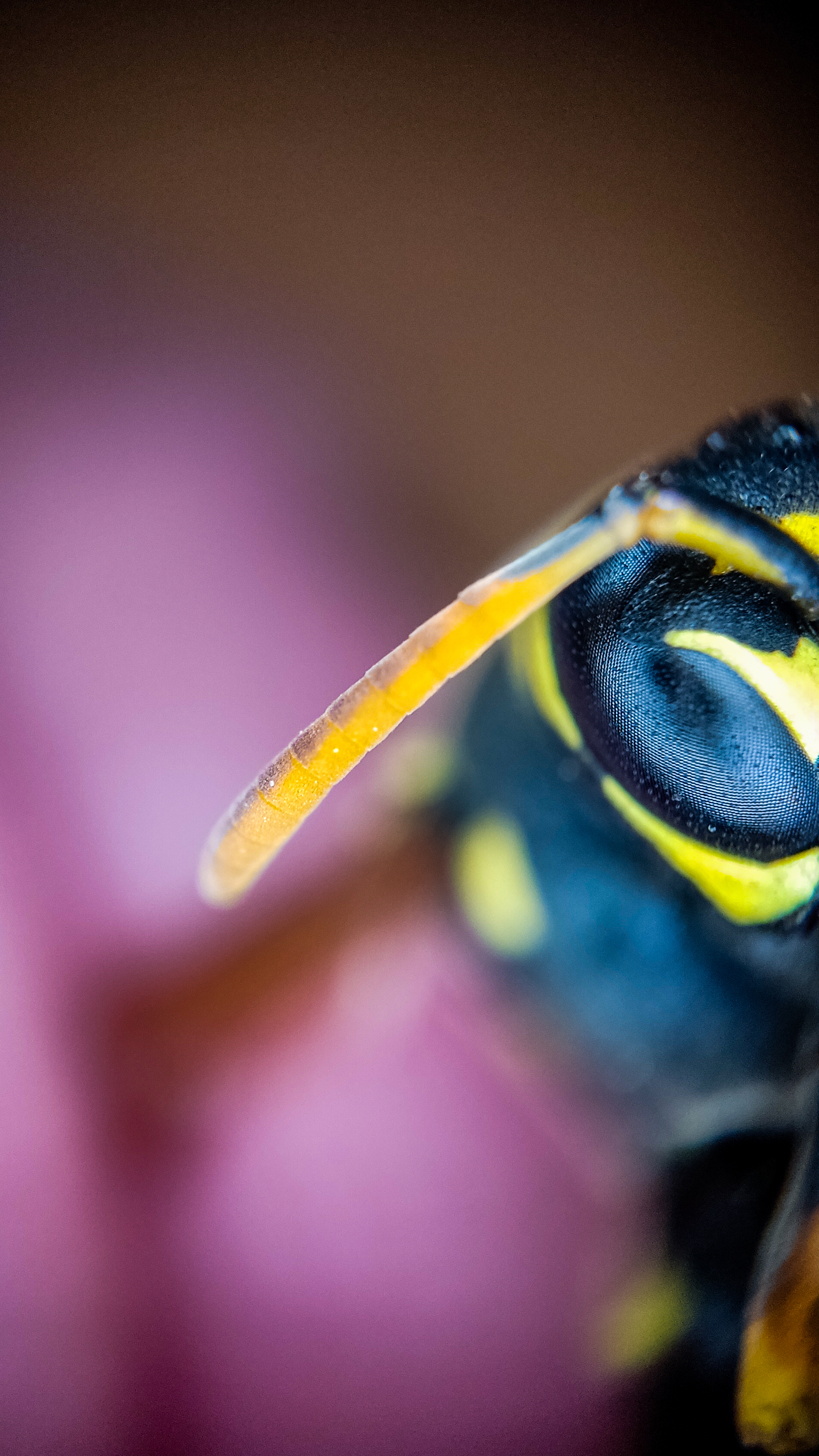 Photo project Let's take a closer look post No. 37 - My, Macro photography, Nature, Insects, Wasp, Microfilming, Wings, The nature of Russia, Longpost