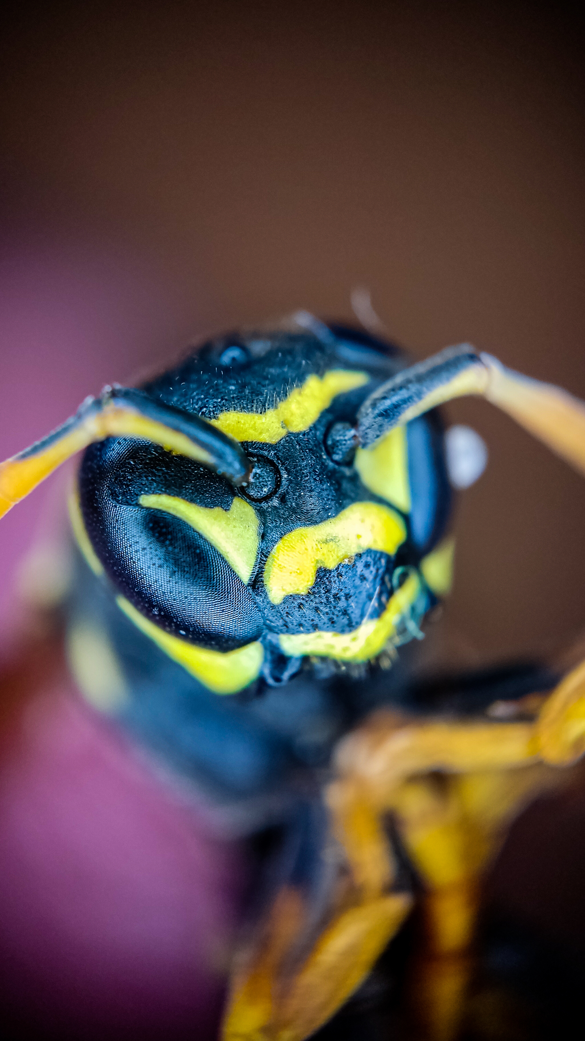 Photo project Let's take a closer look post No. 37 - My, Macro photography, Nature, Insects, Wasp, Microfilming, Wings, The nature of Russia, Longpost