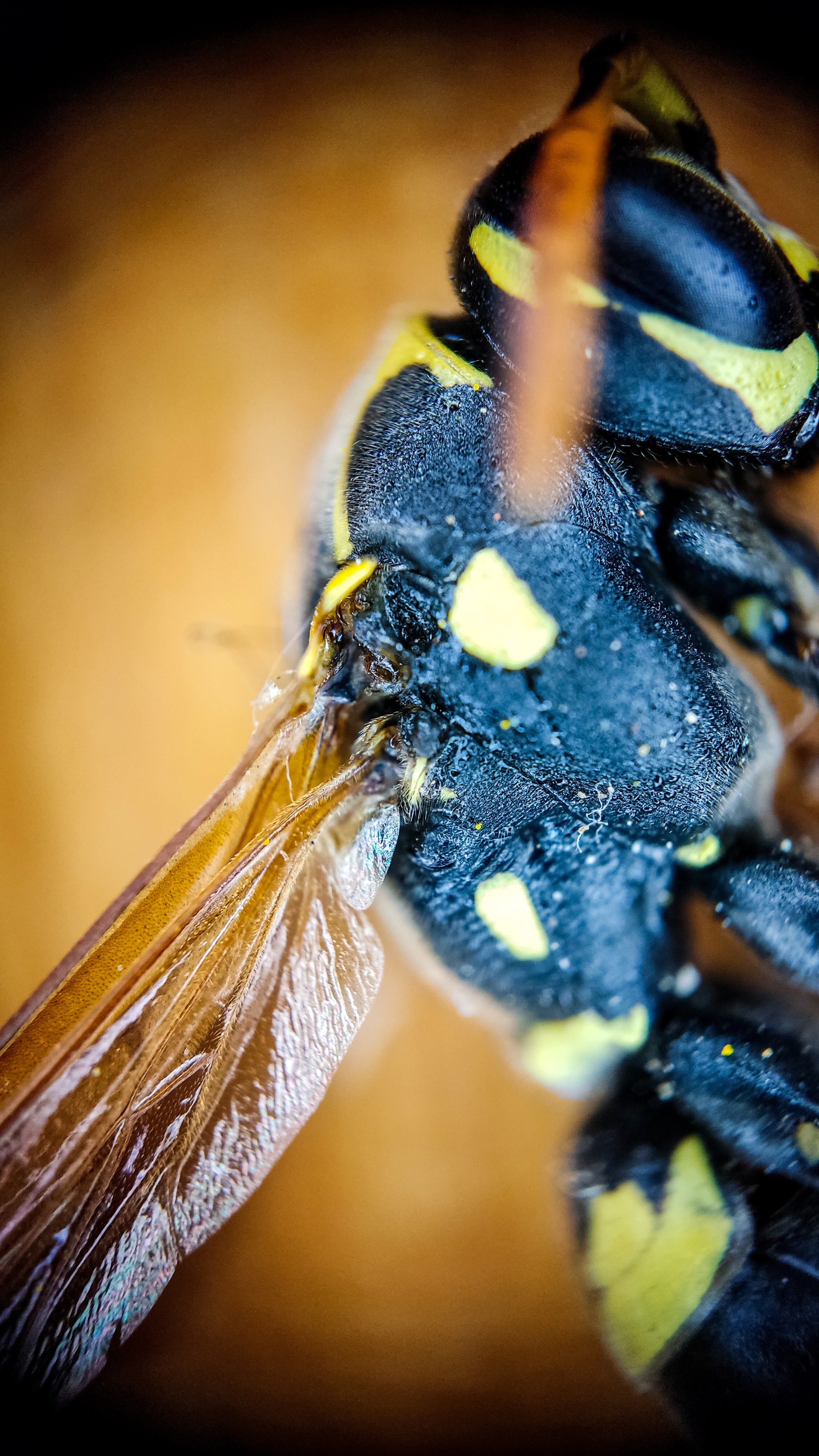 Photo project Let's take a closer look post No. 37 - My, Macro photography, Nature, Insects, Wasp, Microfilming, Wings, The nature of Russia, Longpost