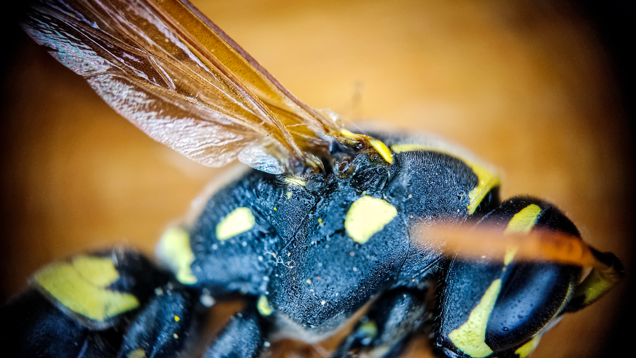 Photo project Let's take a closer look post No. 37 - My, Macro photography, Nature, Insects, Wasp, Microfilming, Wings, The nature of Russia, Longpost