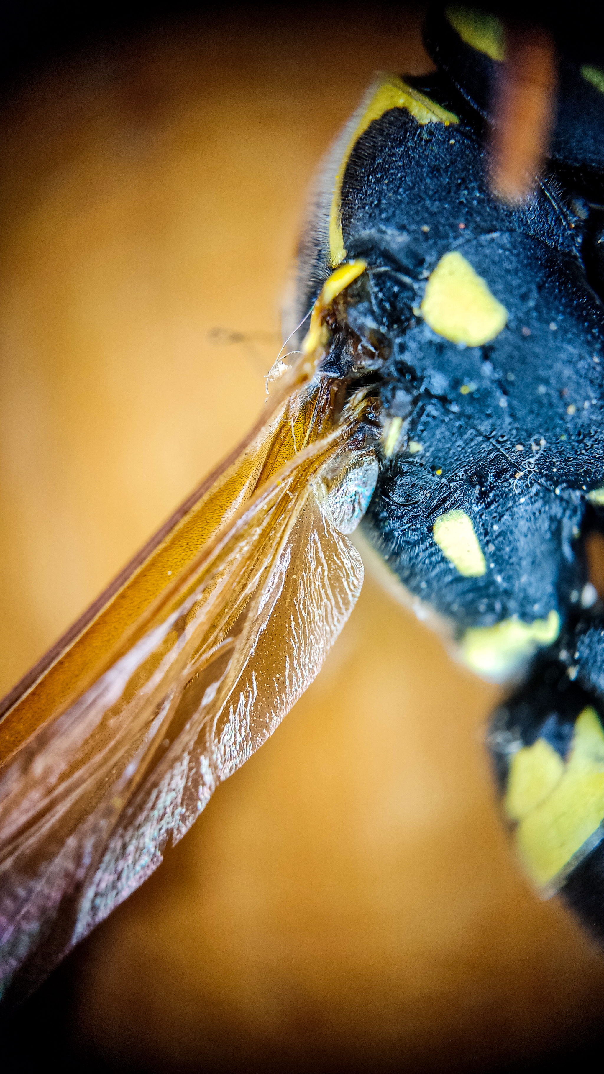 Photo project Let's take a closer look post No. 37 - My, Macro photography, Nature, Insects, Wasp, Microfilming, Wings, The nature of Russia, Longpost