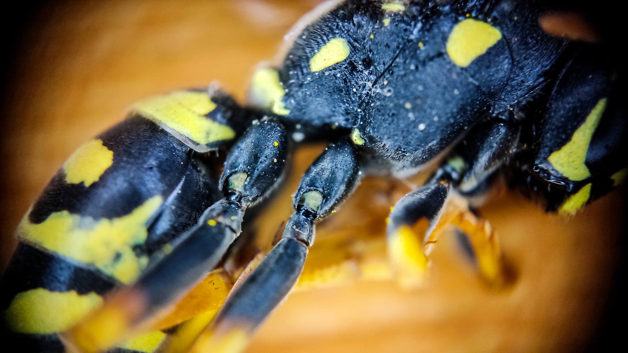 Photo project Let's take a closer look post No. 37 - My, Macro photography, Nature, Insects, Wasp, Microfilming, Wings, The nature of Russia, Longpost