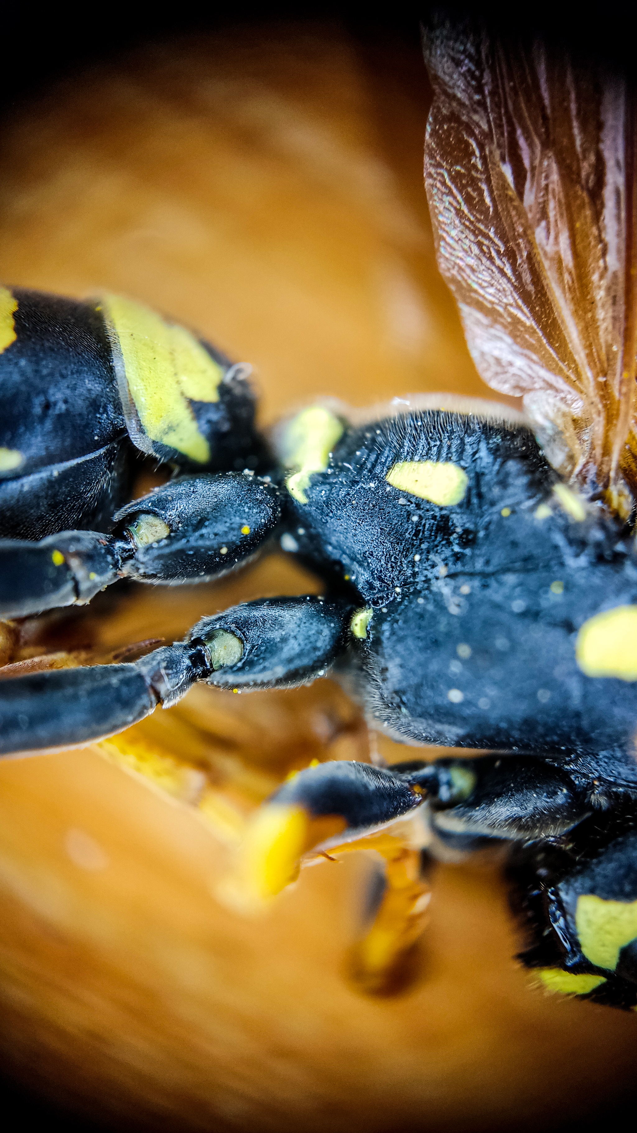 Photo project Let's take a closer look post No. 37 - My, Macro photography, Nature, Insects, Wasp, Microfilming, Wings, The nature of Russia, Longpost