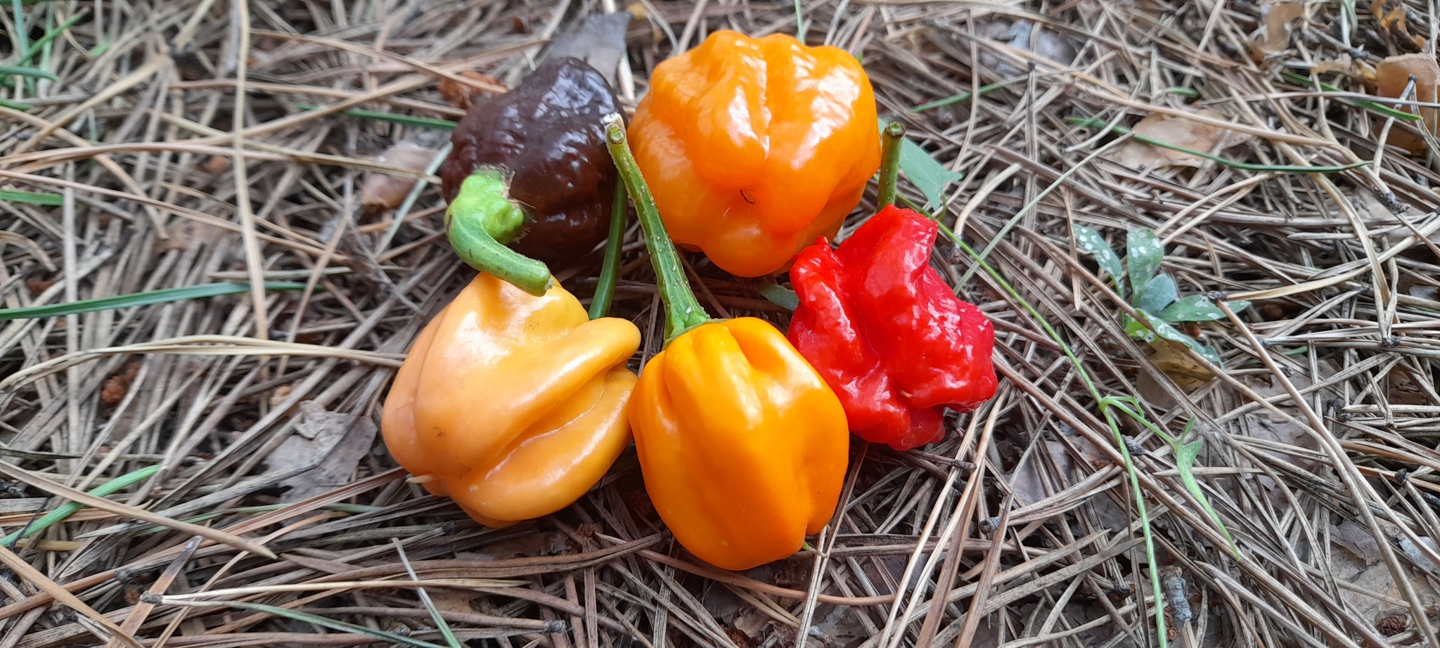 Pepper report - My, Pepper, Hot peppers, Chilli, Carolinian Reaper, Carolina Reaper, Habanero, Longpost