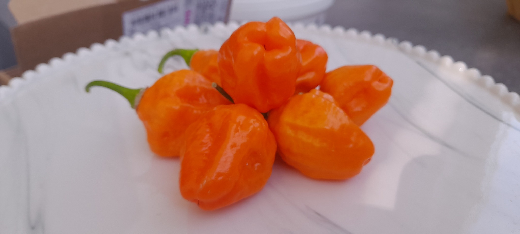 Pepper report - My, Pepper, Hot peppers, Chilli, Carolinian Reaper, Carolina Reaper, Habanero, Longpost