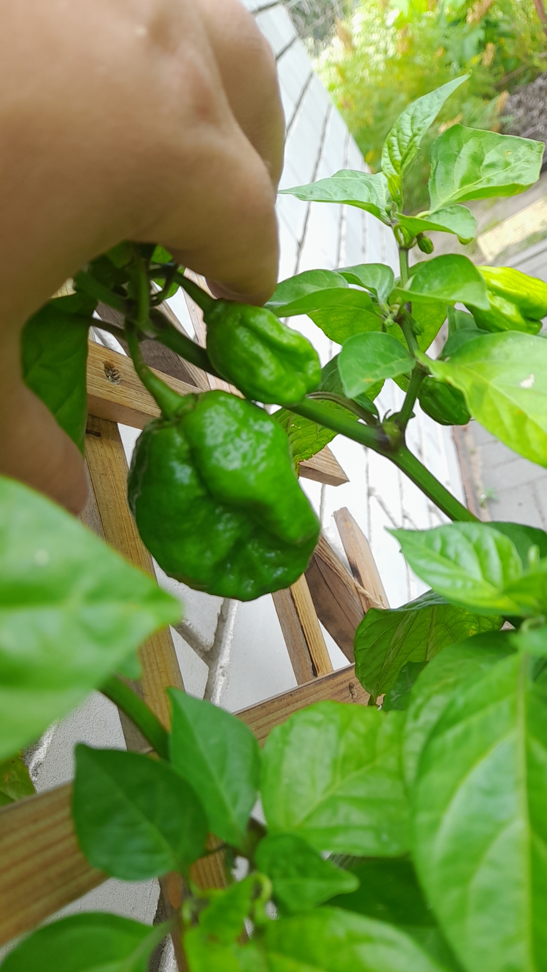 Pepper report - My, Pepper, Hot peppers, Chilli, Carolinian Reaper, Carolina Reaper, Habanero, Longpost