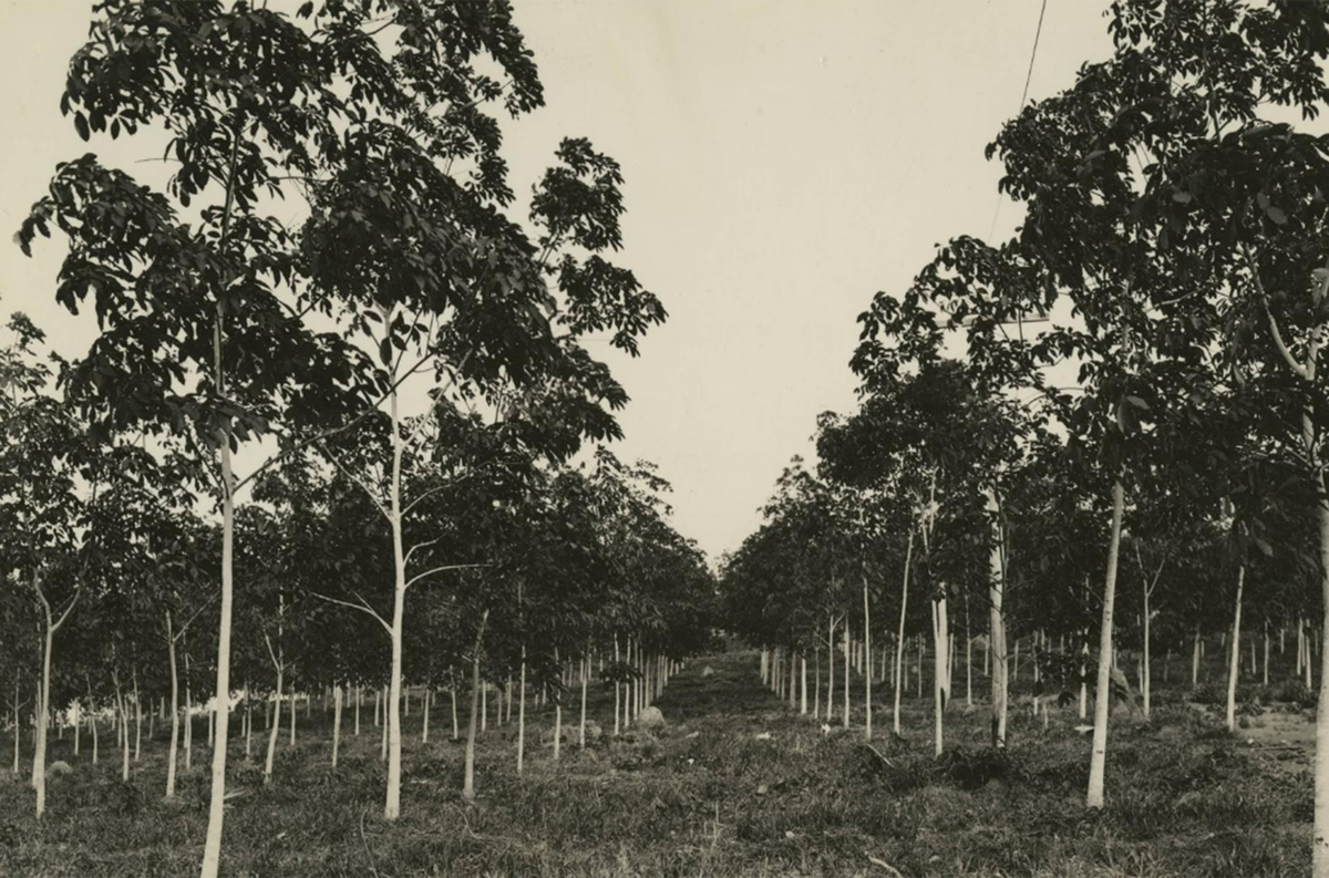 The Great Collapse of Fordlandia: What Happened to Henry Ford's City? - Auto, Technics, Inventions, USA, Ford, Henry Ford, History (science), Personality, Biography, Car history, Longpost