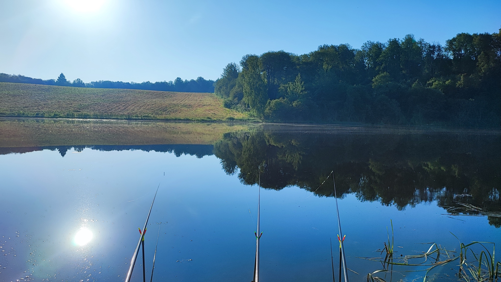 Popovsky Pond Solnechnogorsk - My, Bream, Tench, Fishing, The photo