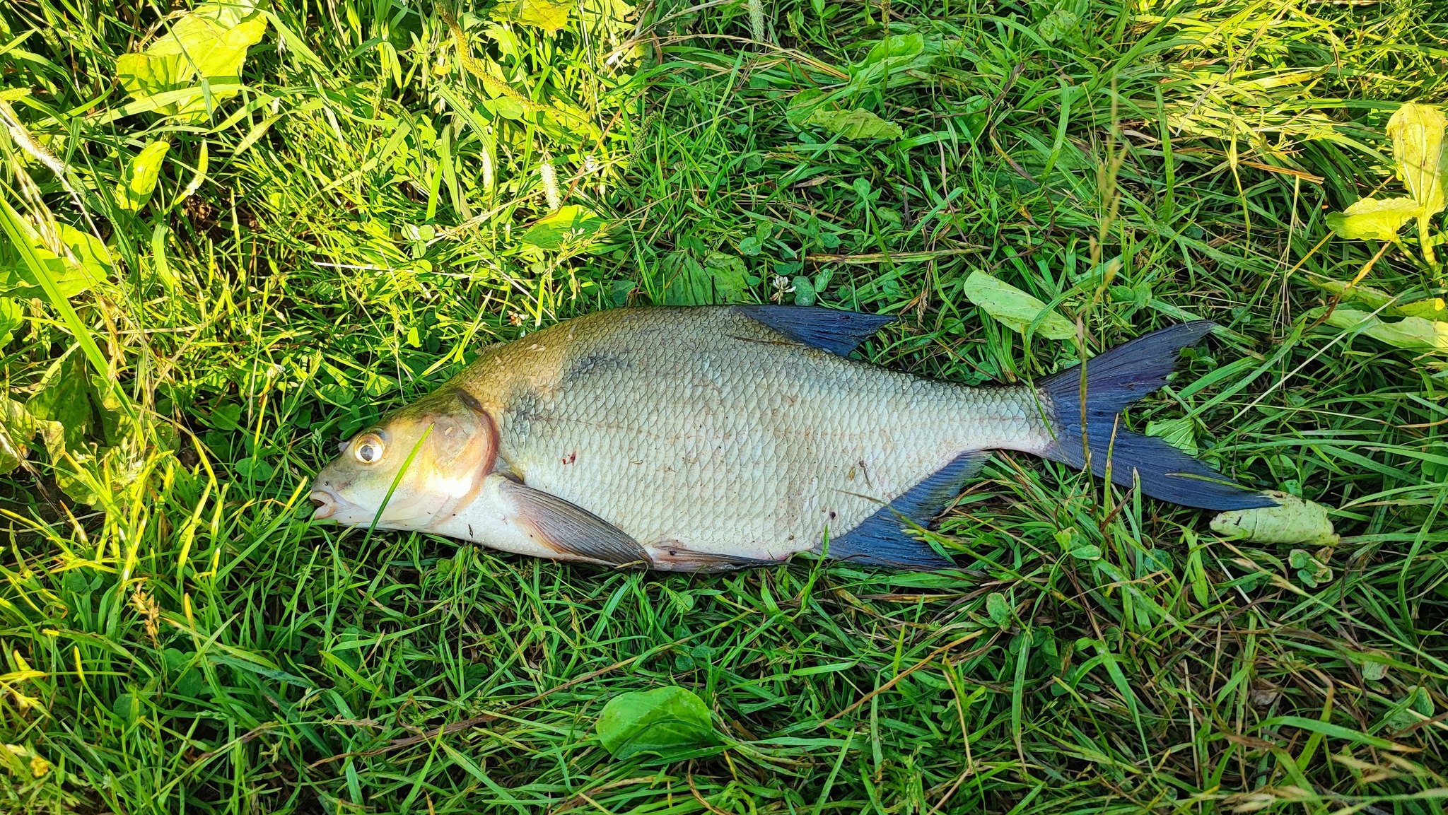 Popovsky Pond Solnechnogorsk - My, Bream, Tench, Fishing, The photo