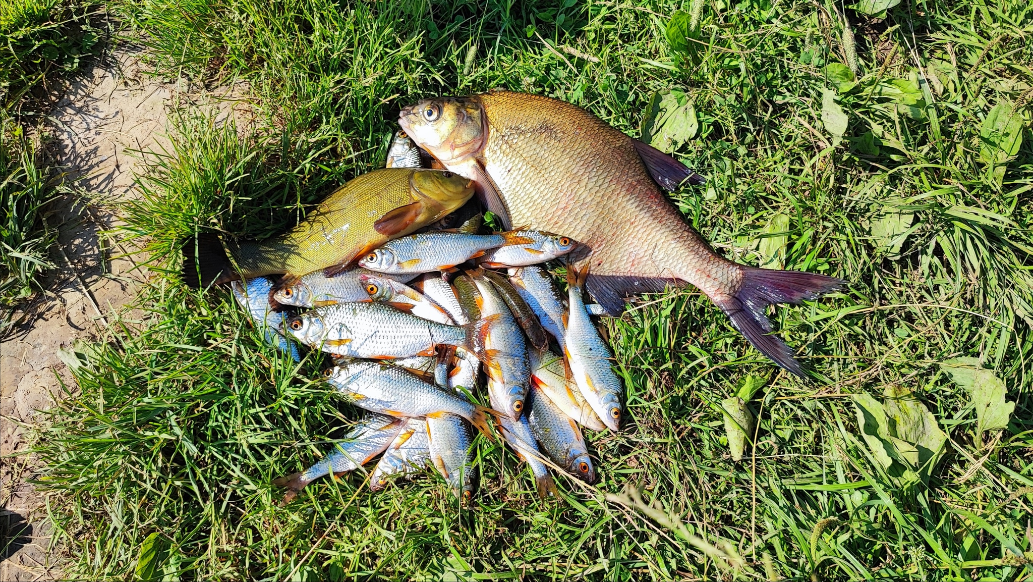 Popovsky Pond Solnechnogorsk - My, Bream, Tench, Fishing, The photo