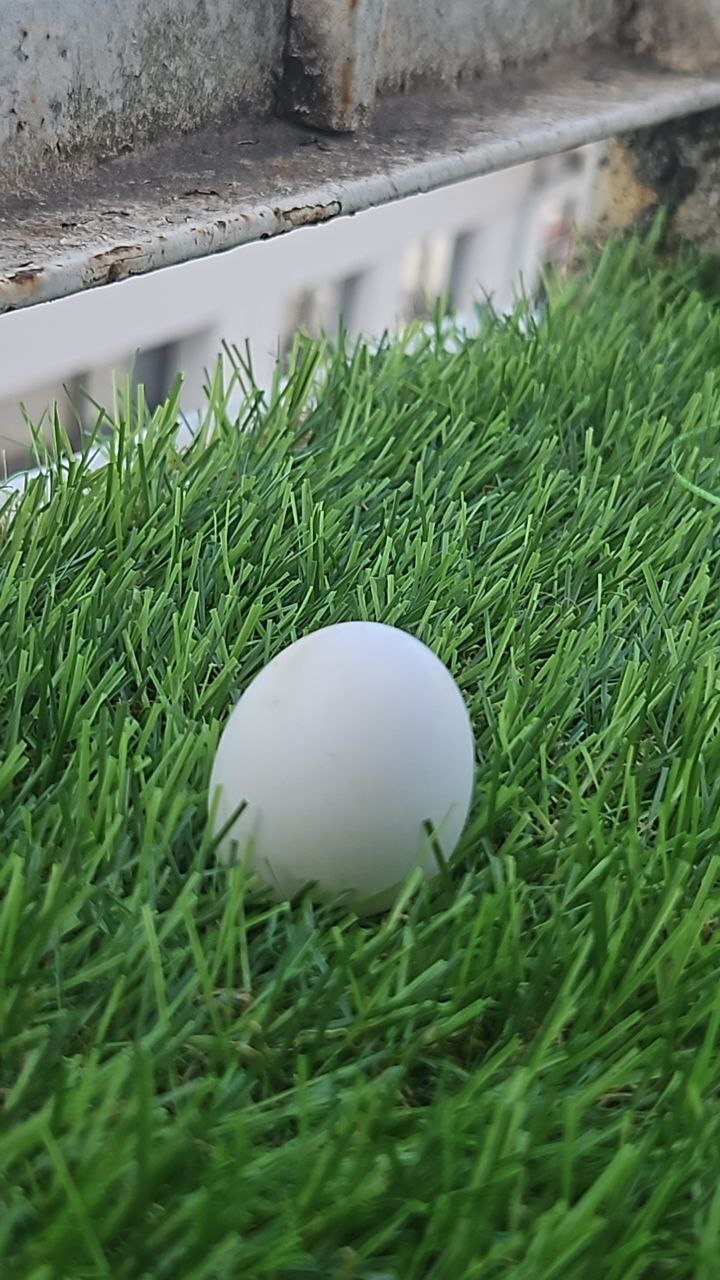 Pigeon egg on the balcony - My, Eggs, Pigeon, The photo, Town, Office, Balcony, Longpost