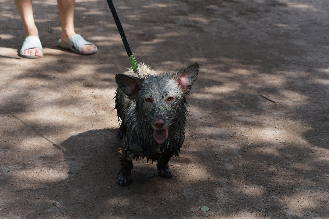 Our possum - My, Dog, Swamp, Longpost