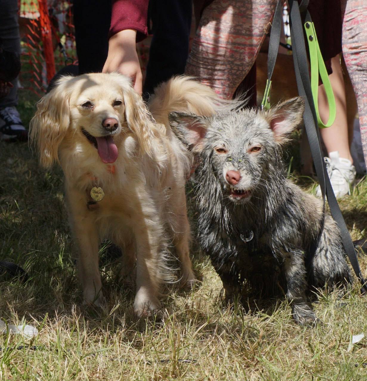 Our possum - My, Dog, Swamp, Longpost