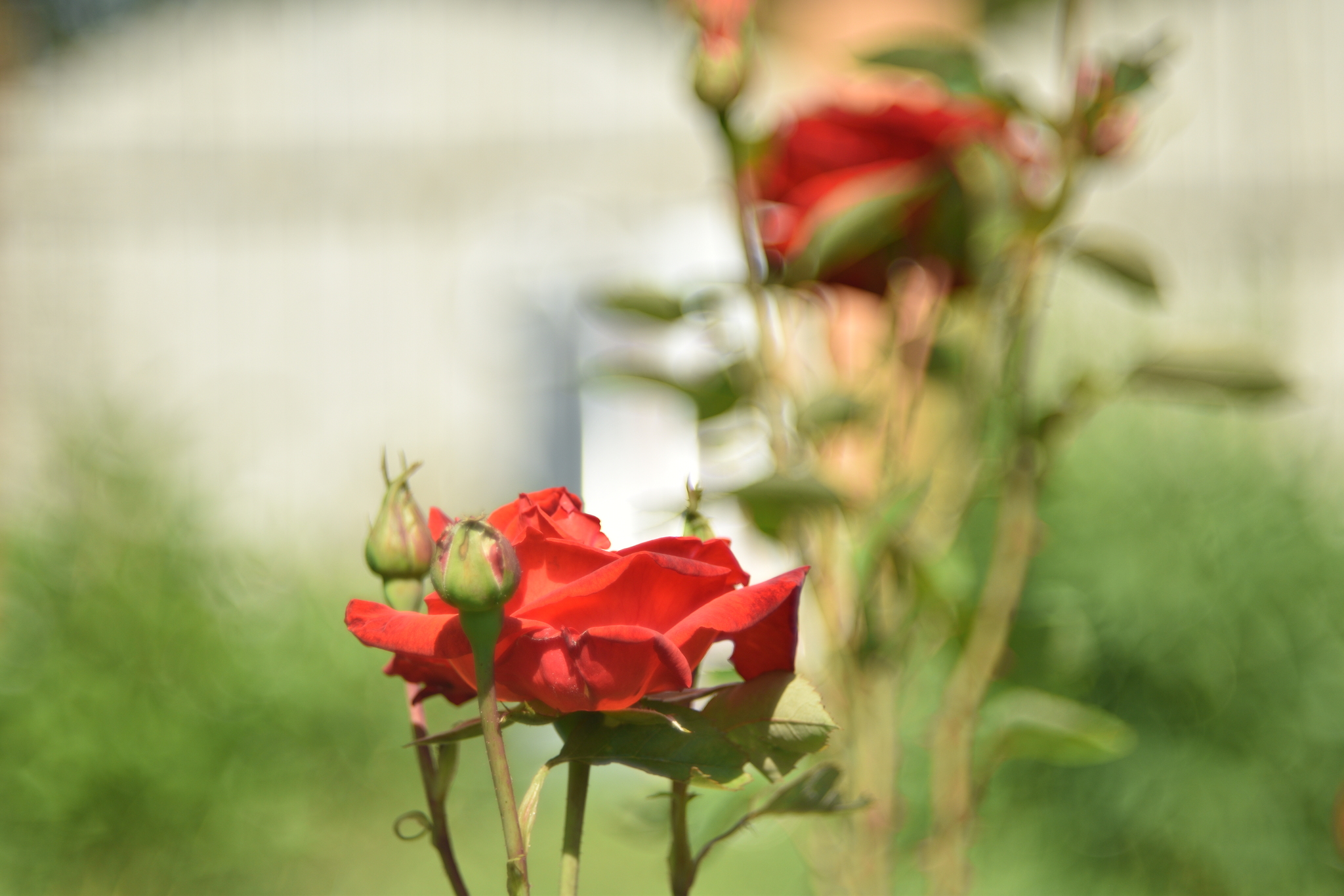 Summer - My, The photo, Flora, Nature, Longpost