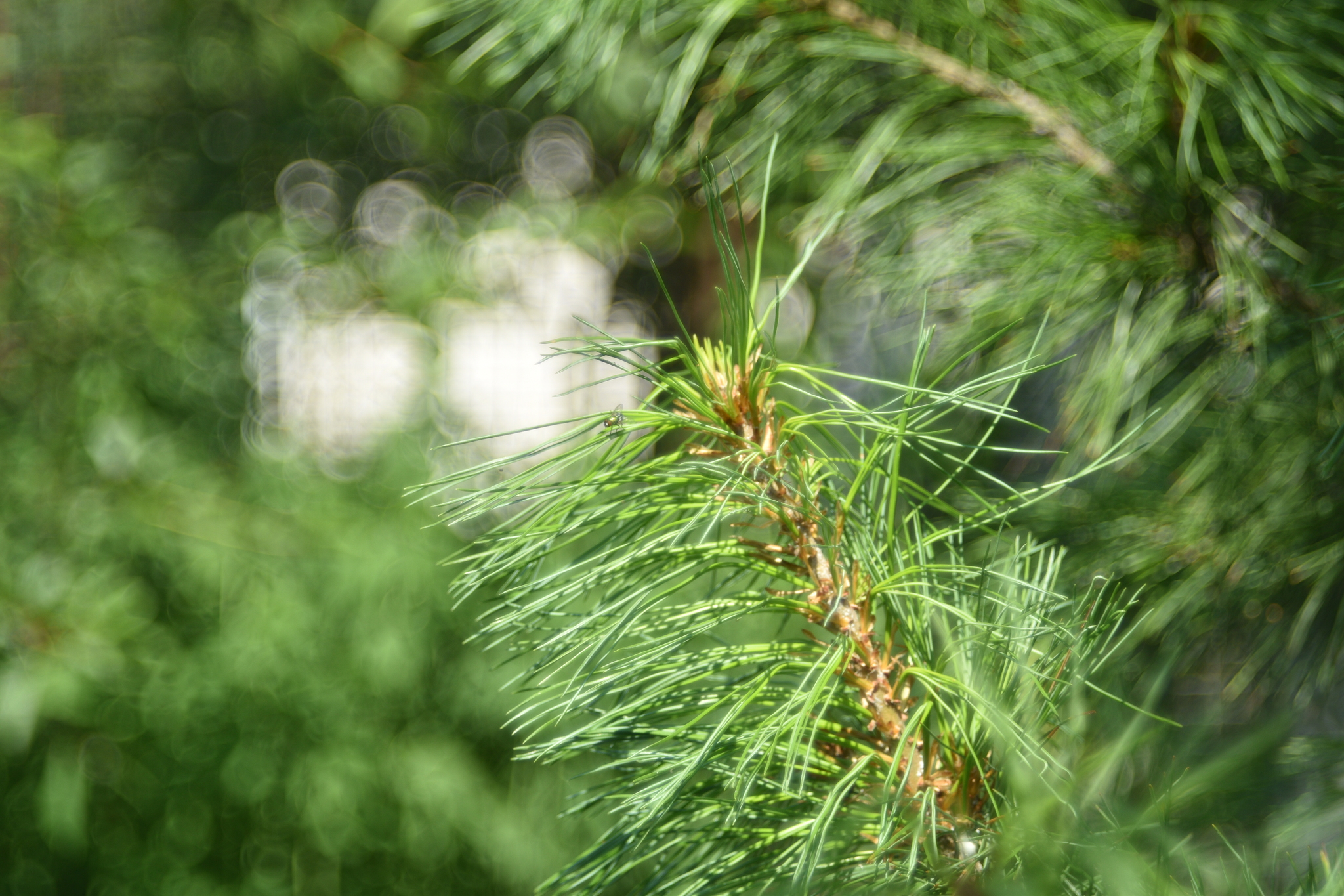 Summer - My, The photo, Flora, Nature, Longpost