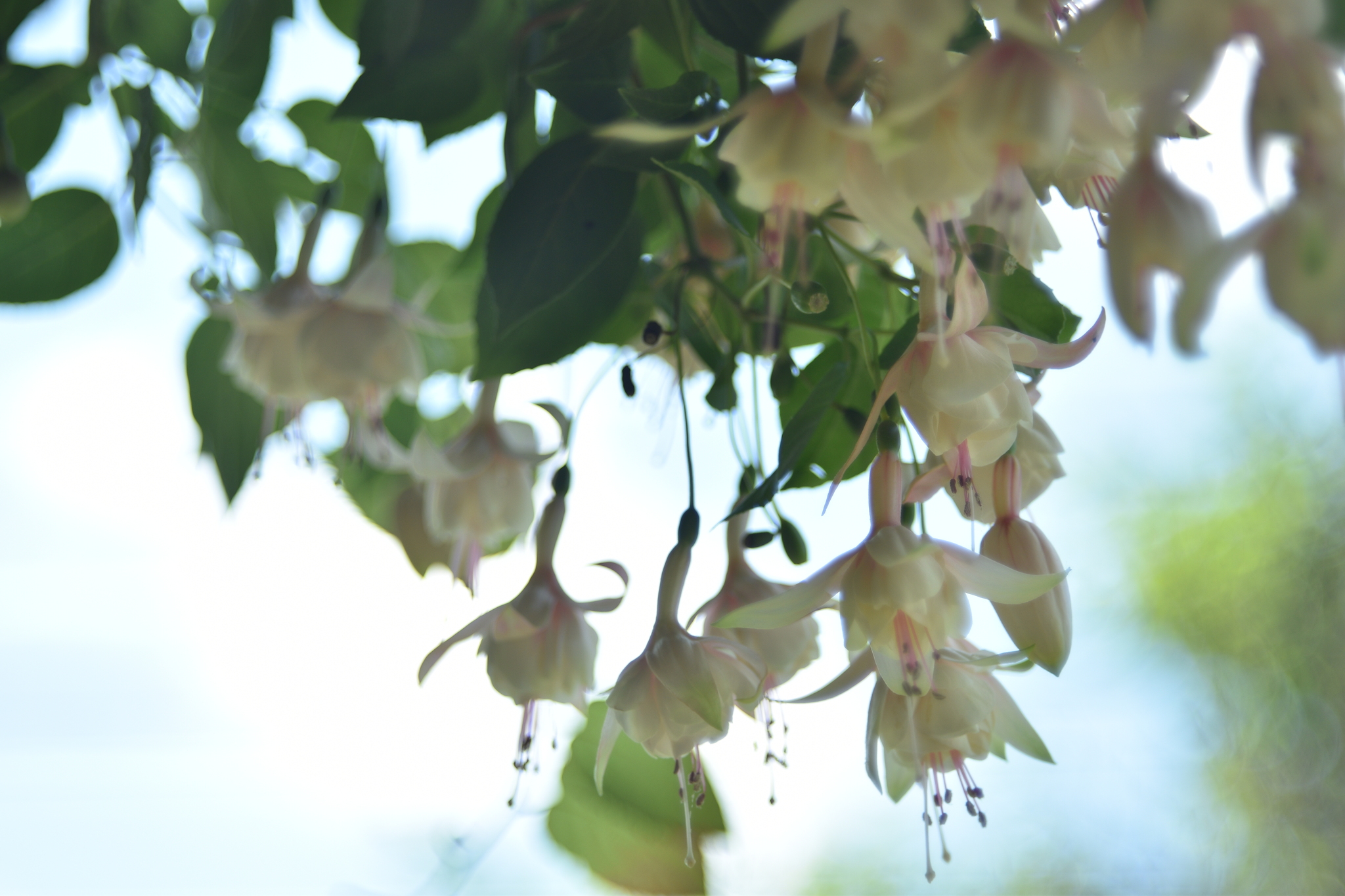 Summer - My, The photo, Flora, Nature, Longpost