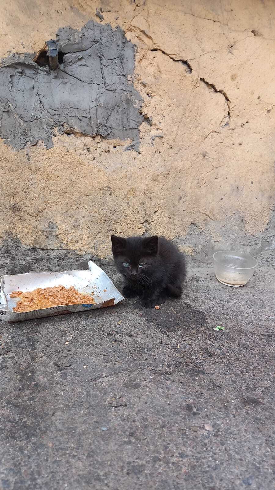 Kittens need help - Kittens, Fluffy, In good hands, Helping animals, Overexposure, Cat lovers, Help, Homeless animals, cat, Pet the cat, VKontakte (link), Longpost