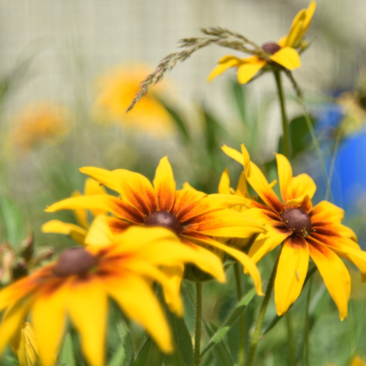 Summer - My, The photo, Flora, Nature, Longpost